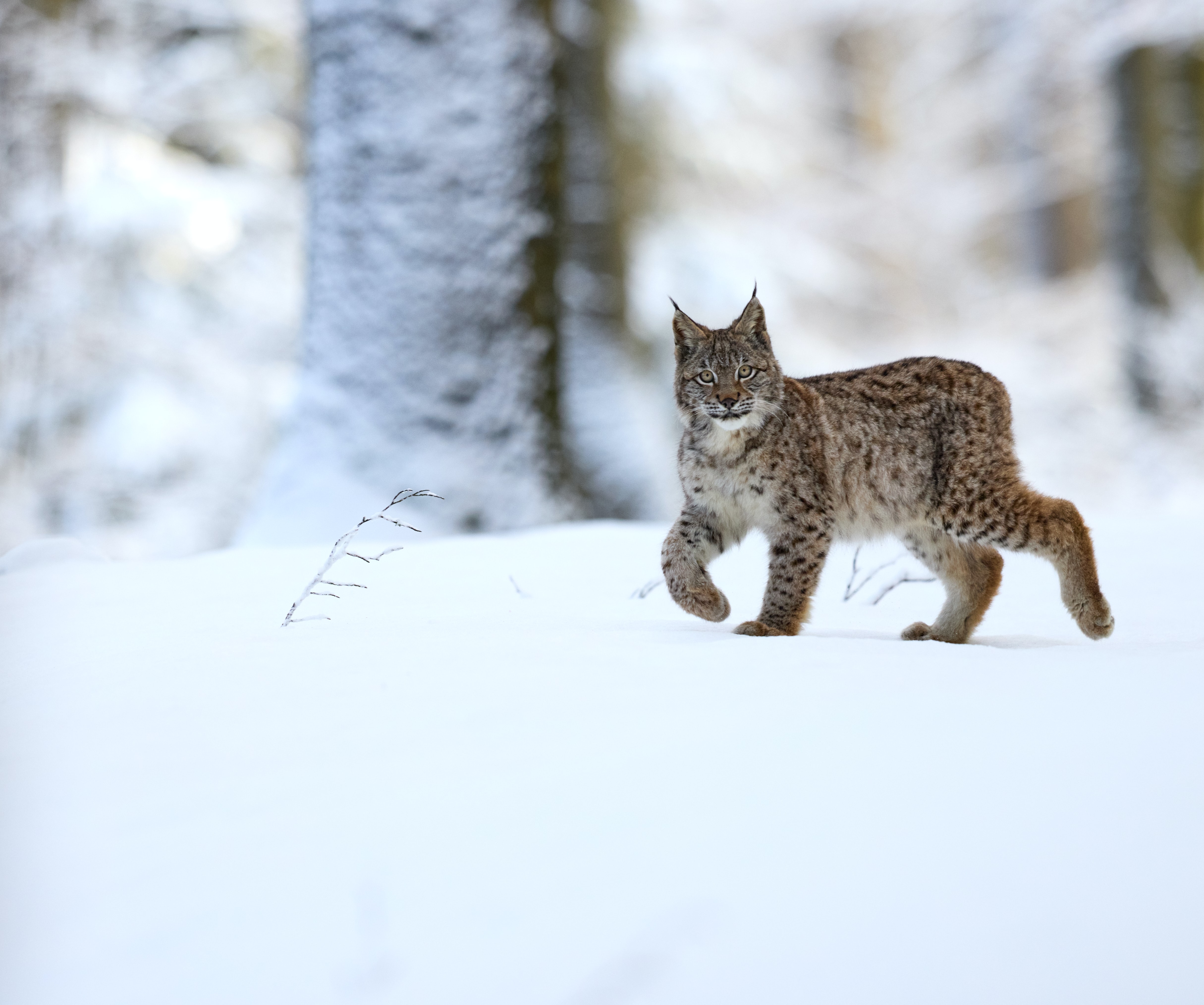 Download mobile wallpaper Snow, Iris, Animals, Predator, Animal, Big Cat for free.
