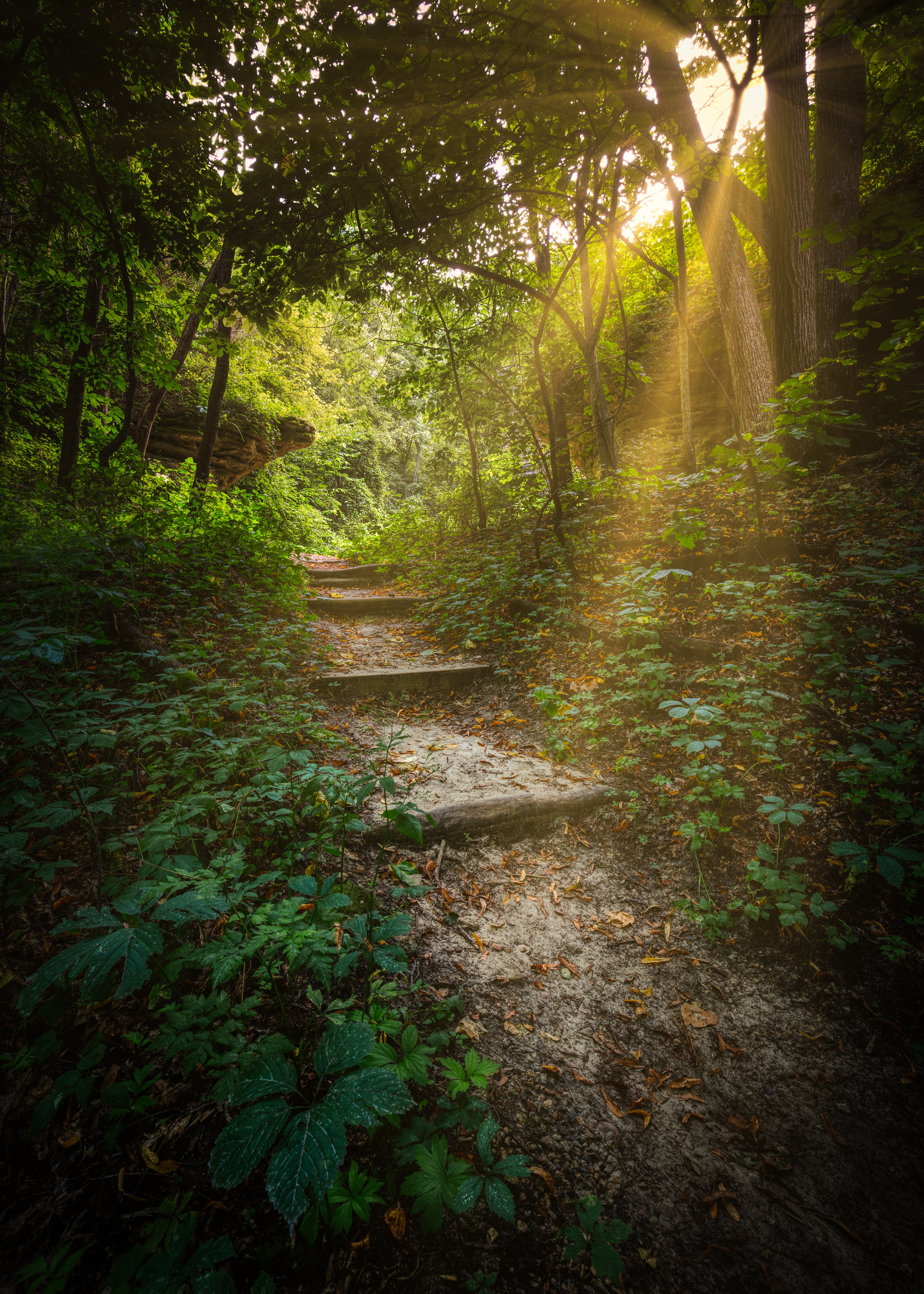 Free download wallpaper Trees, Path, Steps, Sunlight, Nature, Forest on your PC desktop