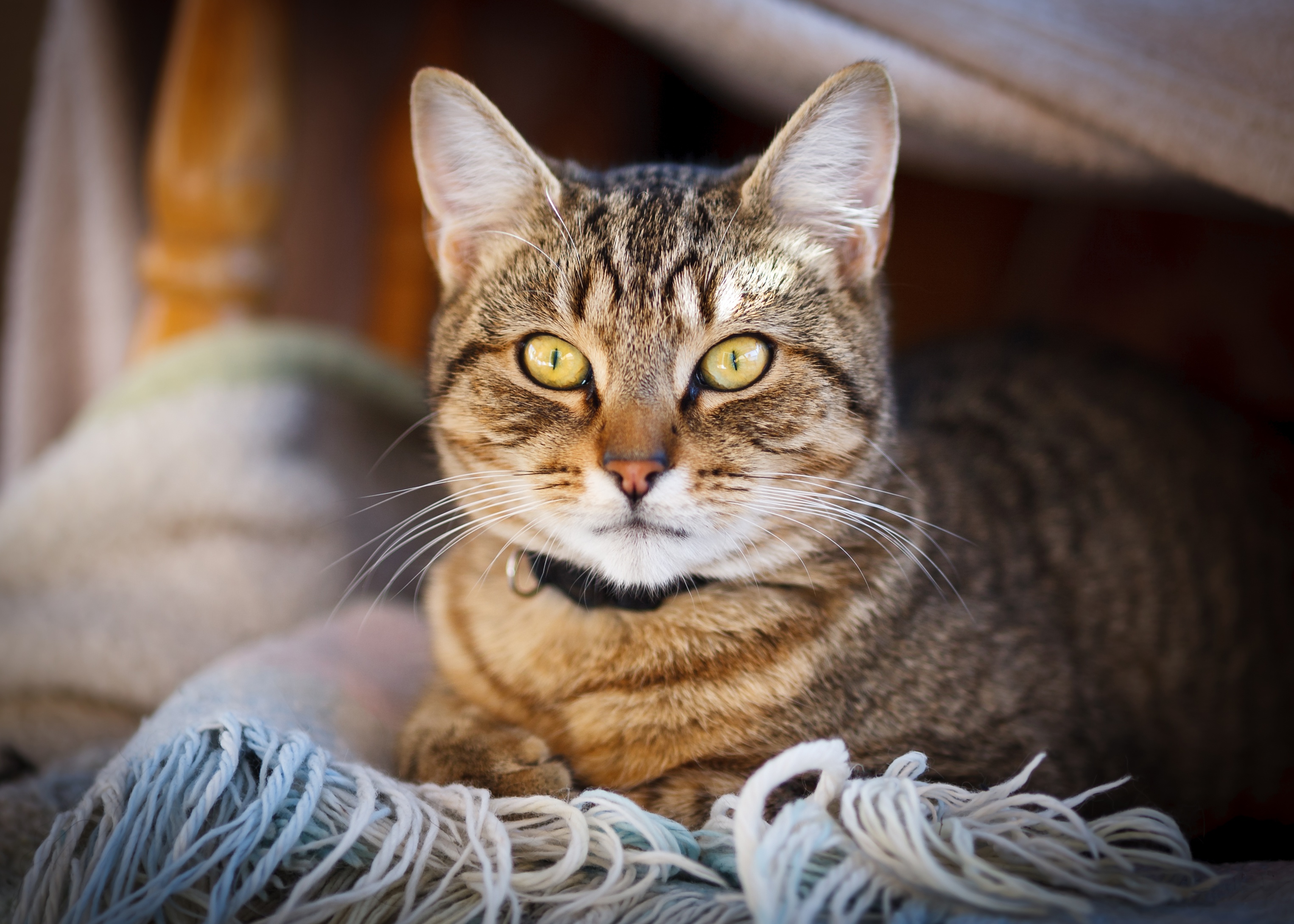 Baixar papel de parede para celular de Animais, Gatos, Gato, Olhar Fixamente gratuito.