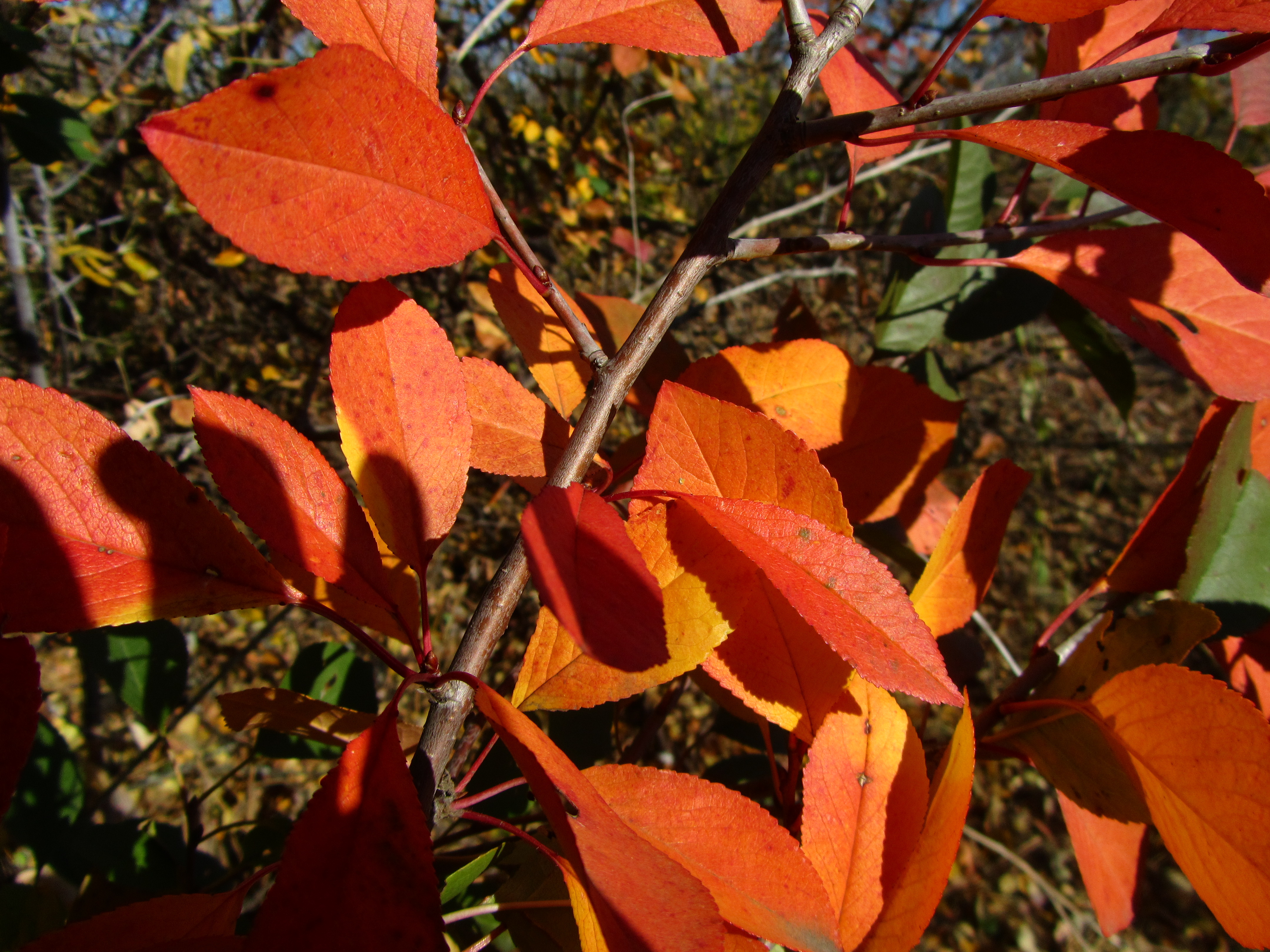 Handy-Wallpaper Blatt, Erde/natur kostenlos herunterladen.