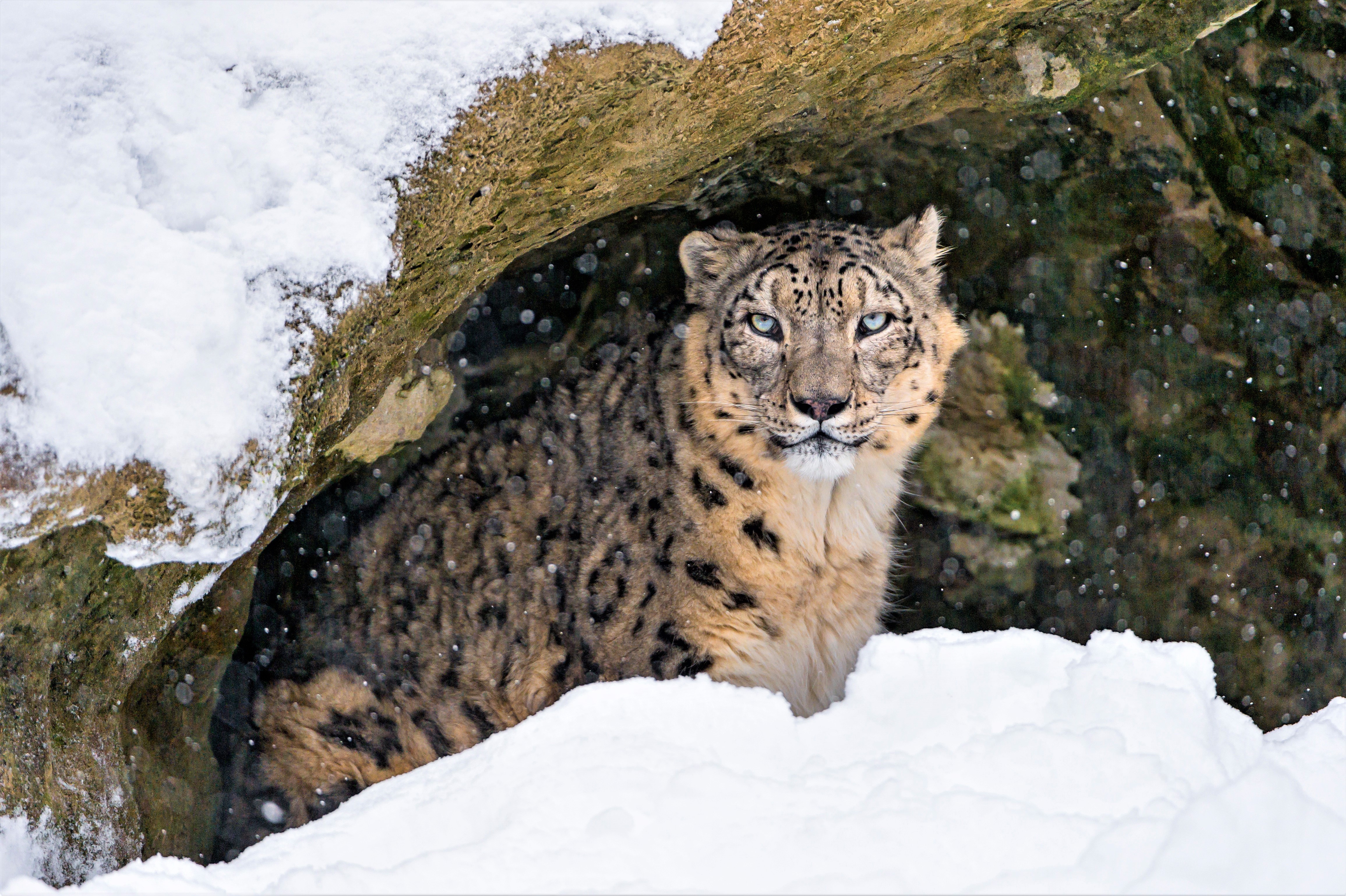 Download mobile wallpaper Winter, Cats, Snow Leopard, Snow, Animal, Cave for free.