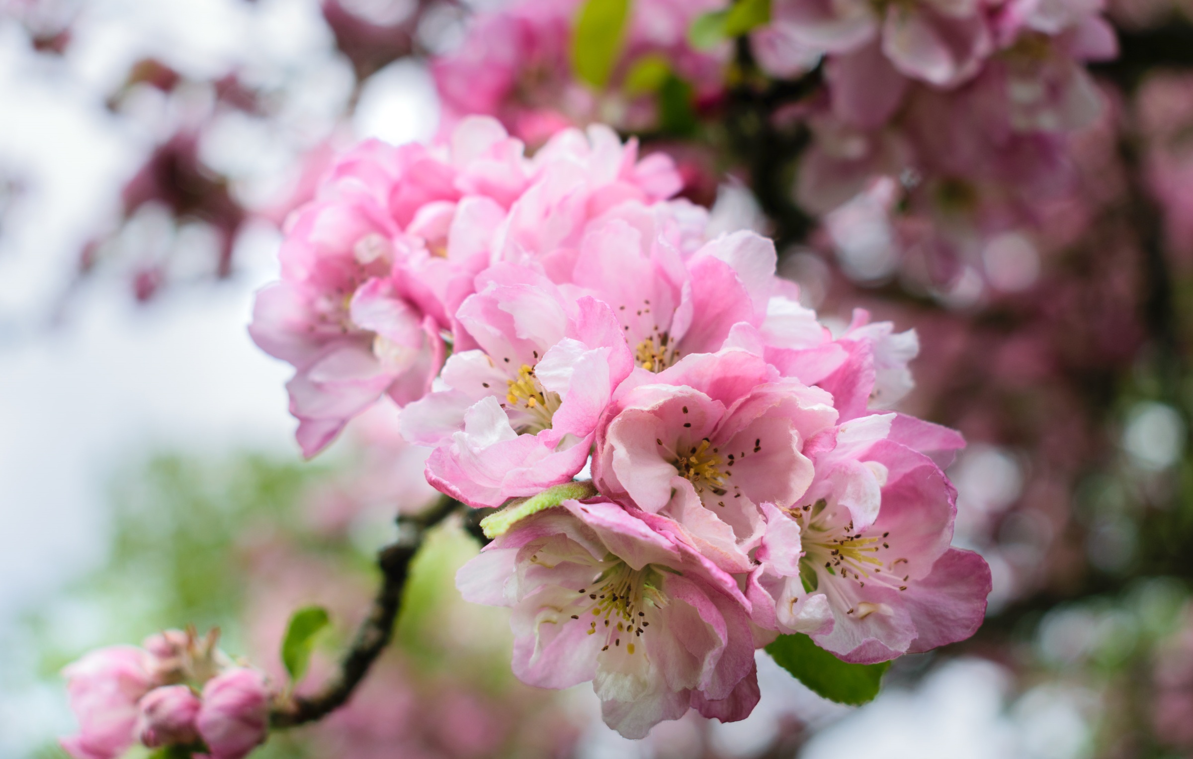 PCデスクトップに自然, フラワーズ, 花, 地球, 春, ボケ, ピンクの花画像を無料でダウンロード