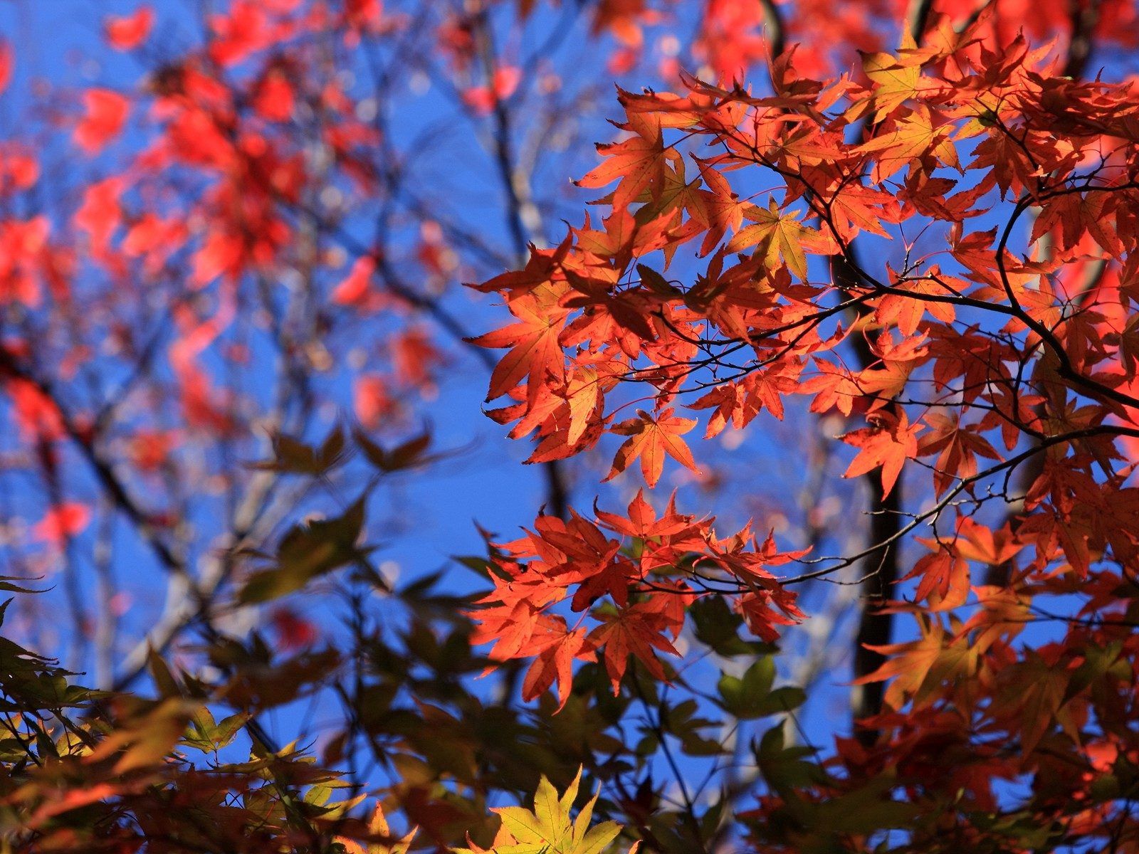 Скачать обои бесплатно Небо, Природа, Ветки, Листья, Осень картинка на рабочий стол ПК