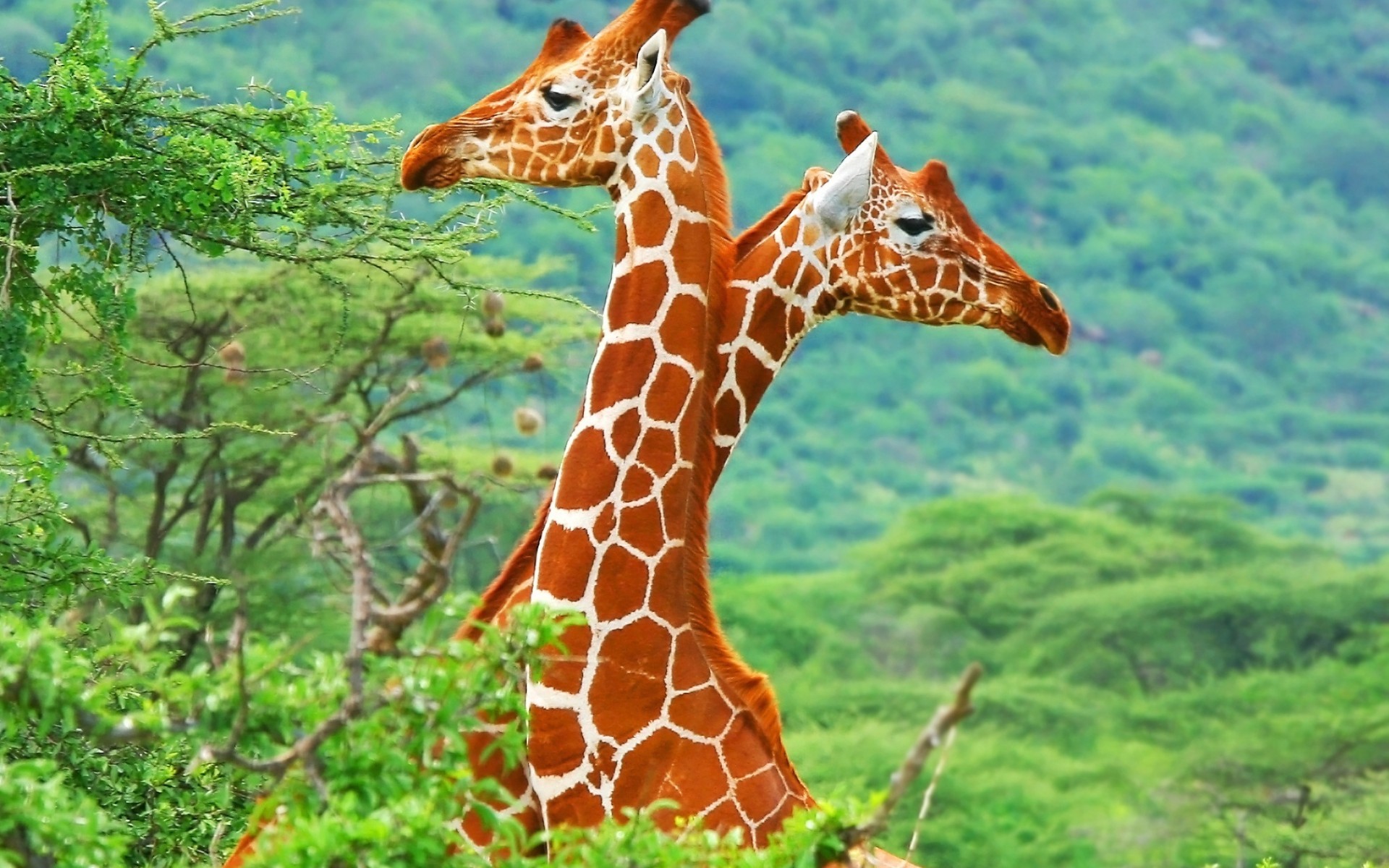 44692 завантажити шпалери тварини, жирафи - заставки і картинки безкоштовно