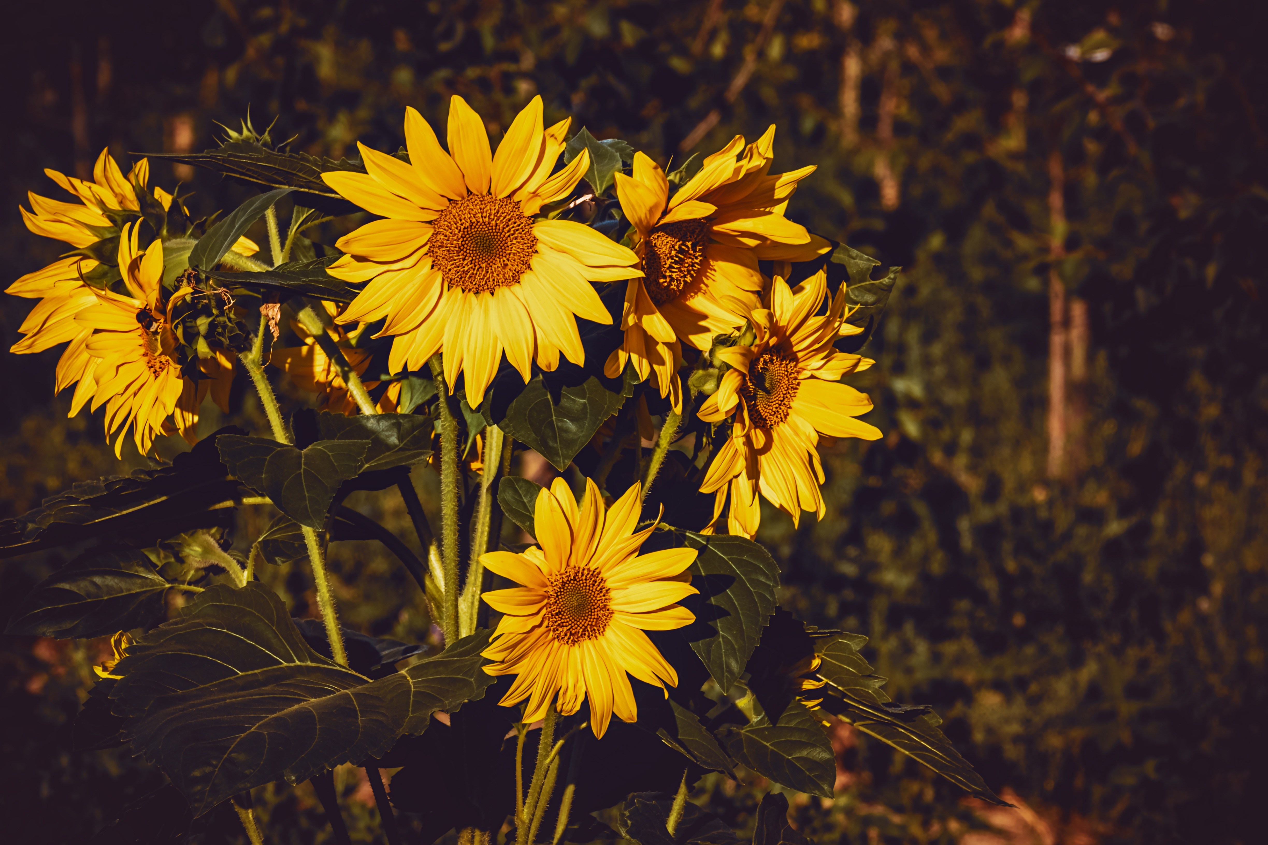 sunflower, yellow, summer, flowers phone background