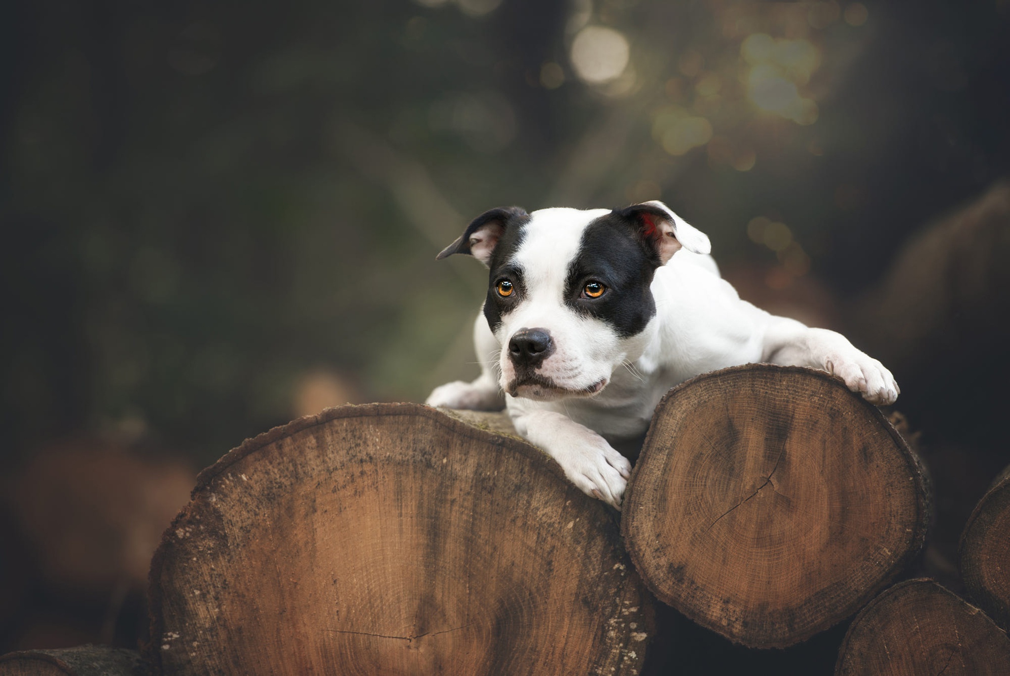 472286 Protetores de tela e papéis de parede American Pit Bull Terrier em seu telefone. Baixe  fotos gratuitamente
