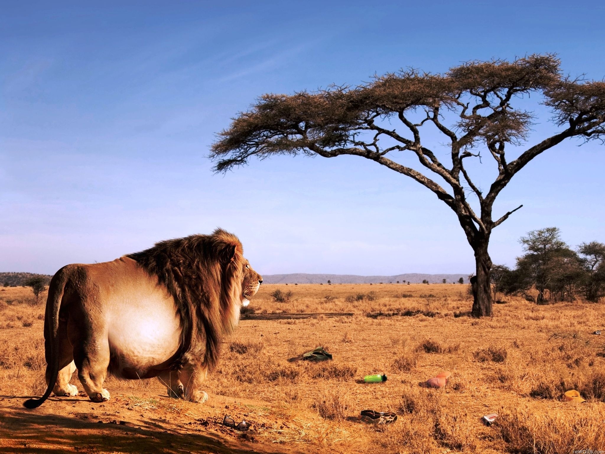 Téléchargez gratuitement l'image Animaux, Chats, Lion sur le bureau de votre PC