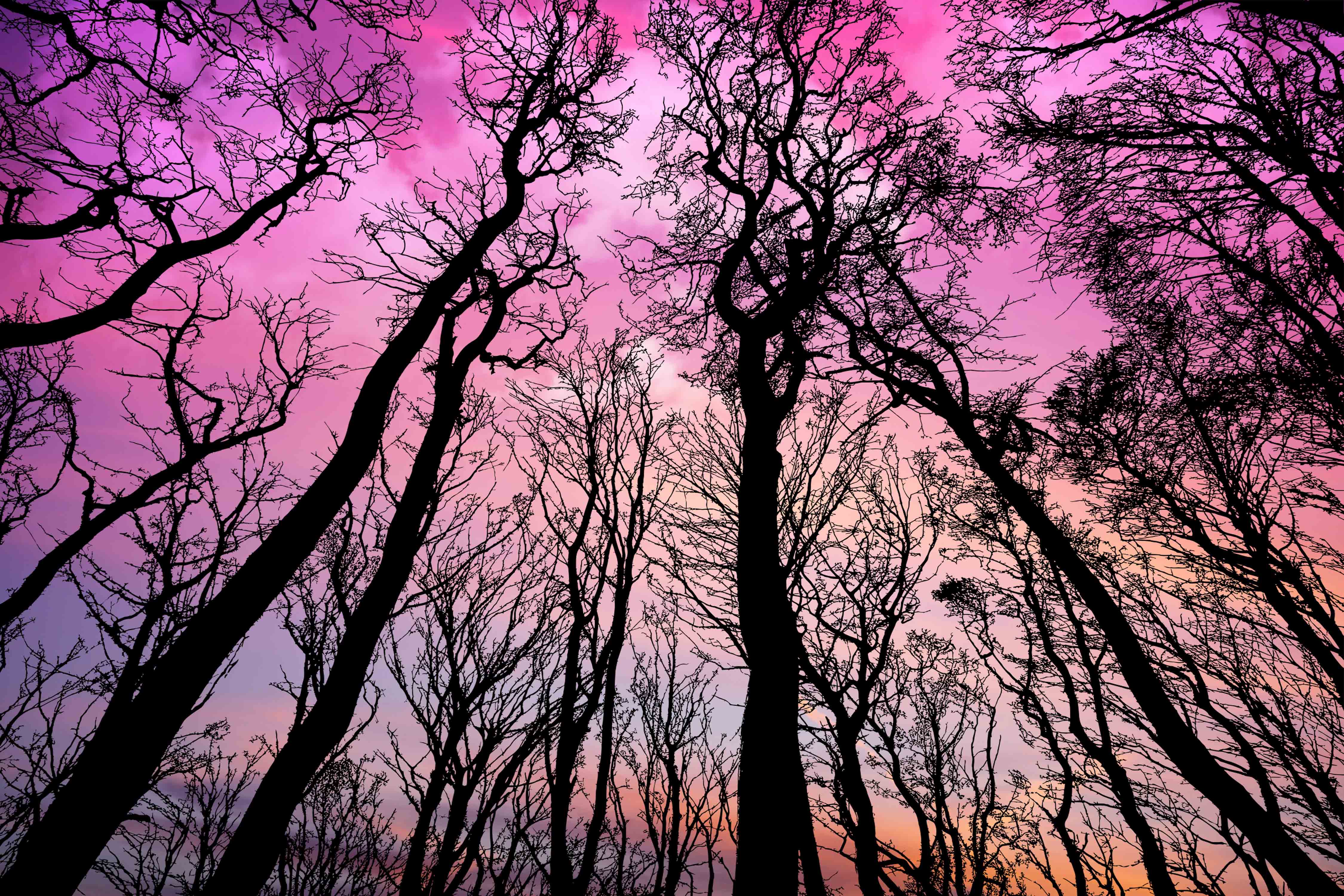 Téléchargez gratuitement l'image Forêt, Terre/nature sur le bureau de votre PC