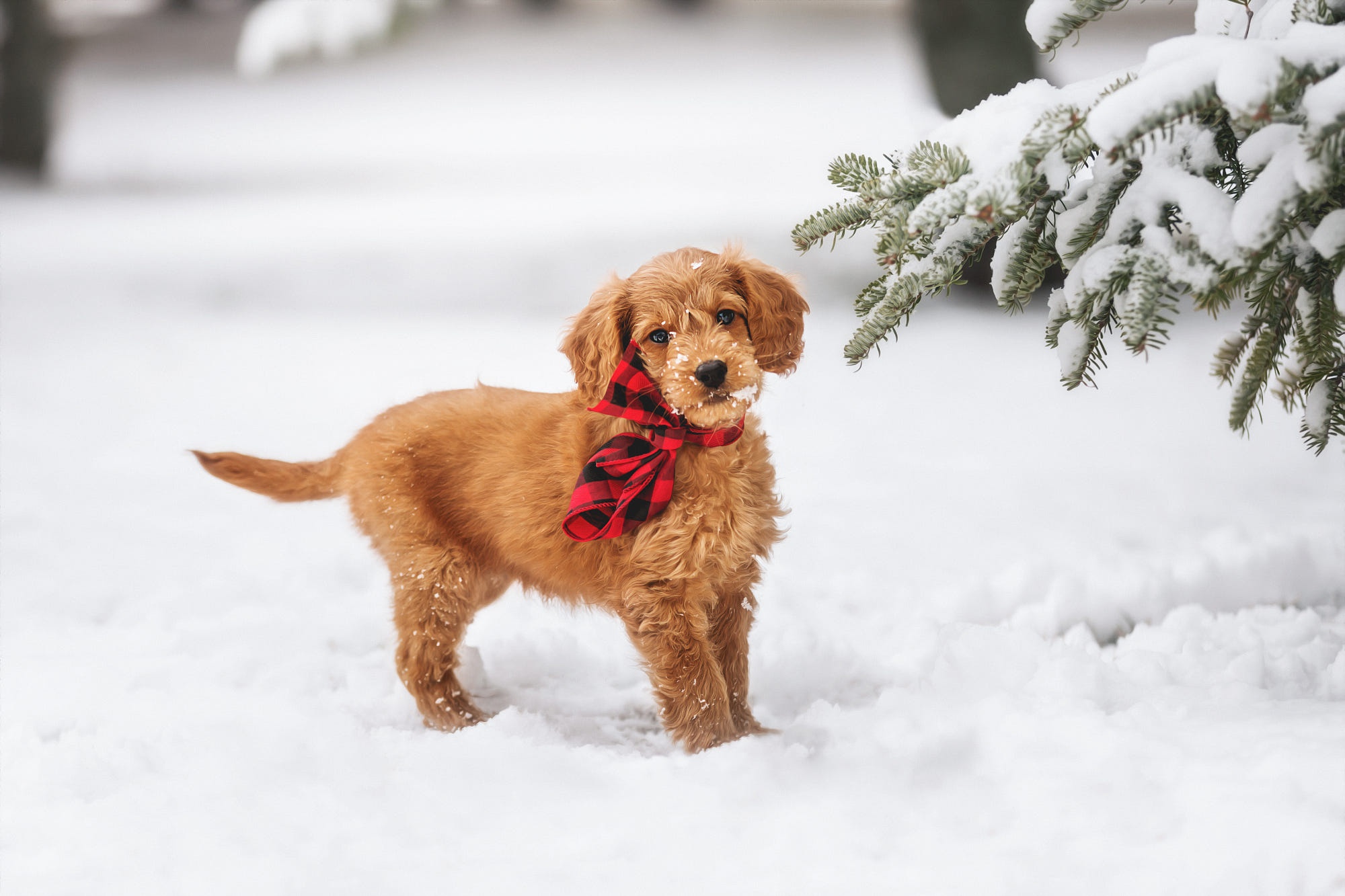 Free download wallpaper Winter, Dogs, Snow, Dog, Animal, Puppy, Baby Animal on your PC desktop