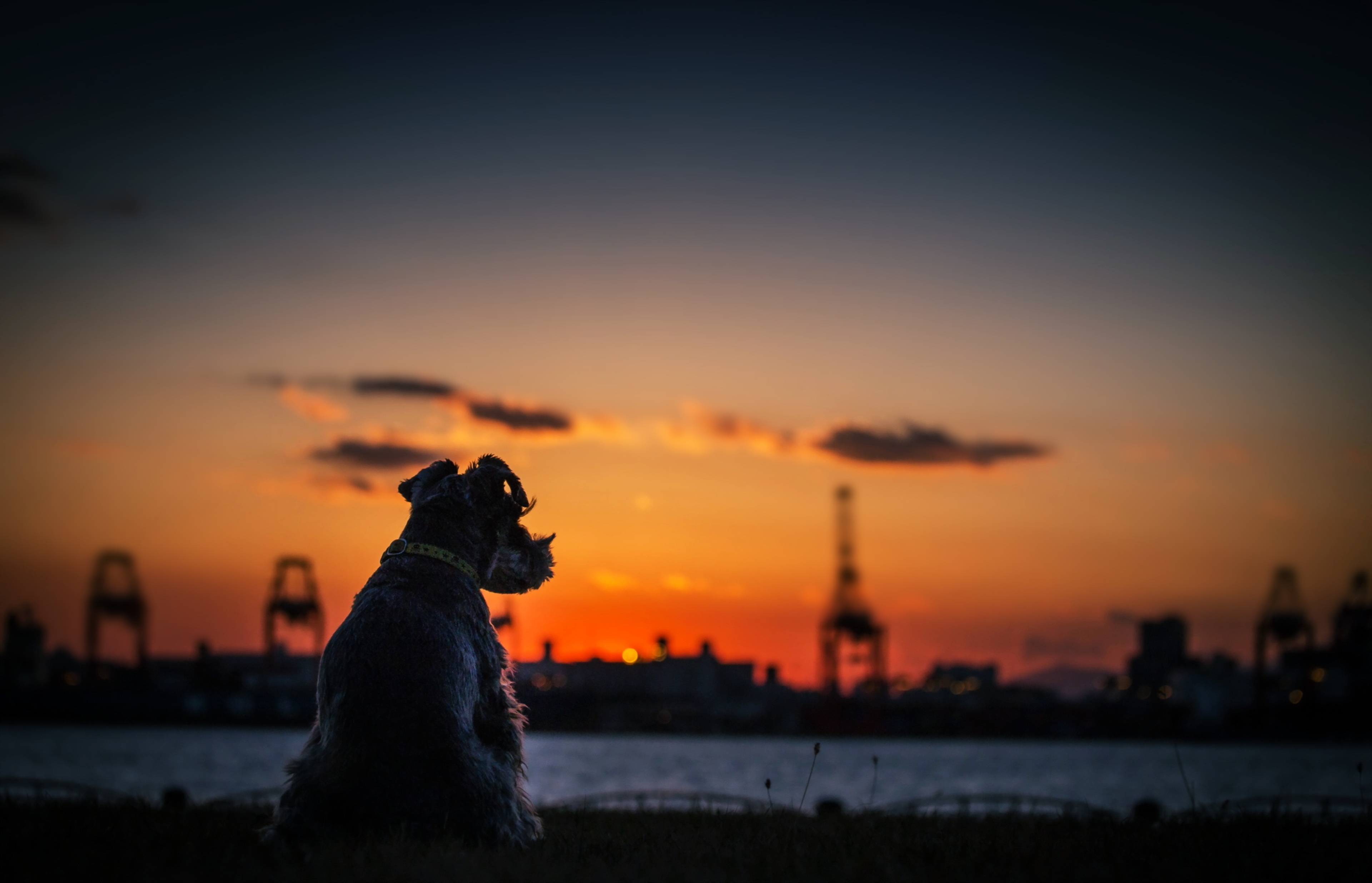 Free download wallpaper Nature, Sunset, Sea, City, Dog, River, Photography on your PC desktop