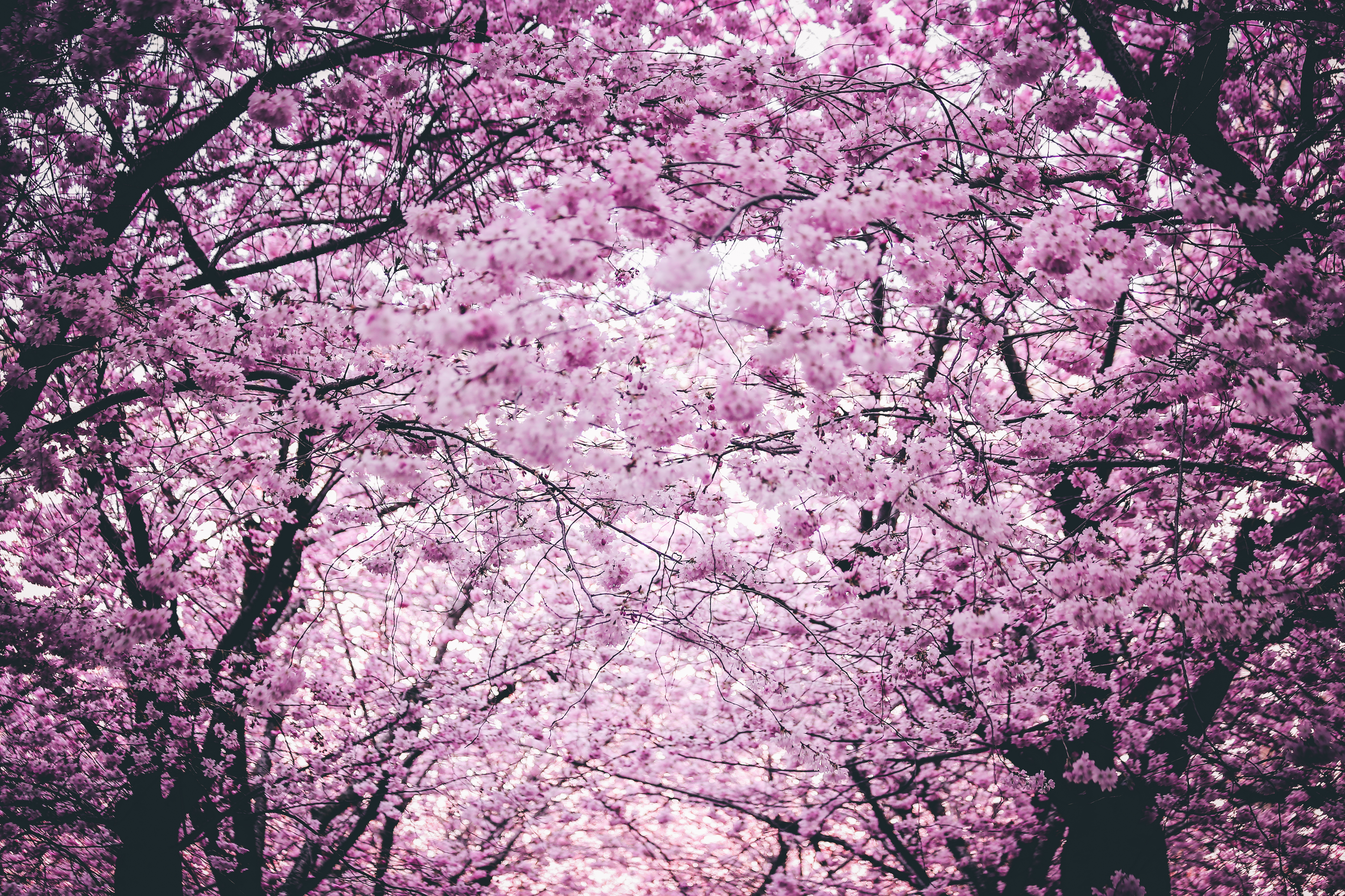Скачать обои бесплатно Природа, Цветок, Весна, Цвести, Земля/природа, Розовый Цветок, Цветение Сакуры, Флауэрсы картинка на рабочий стол ПК