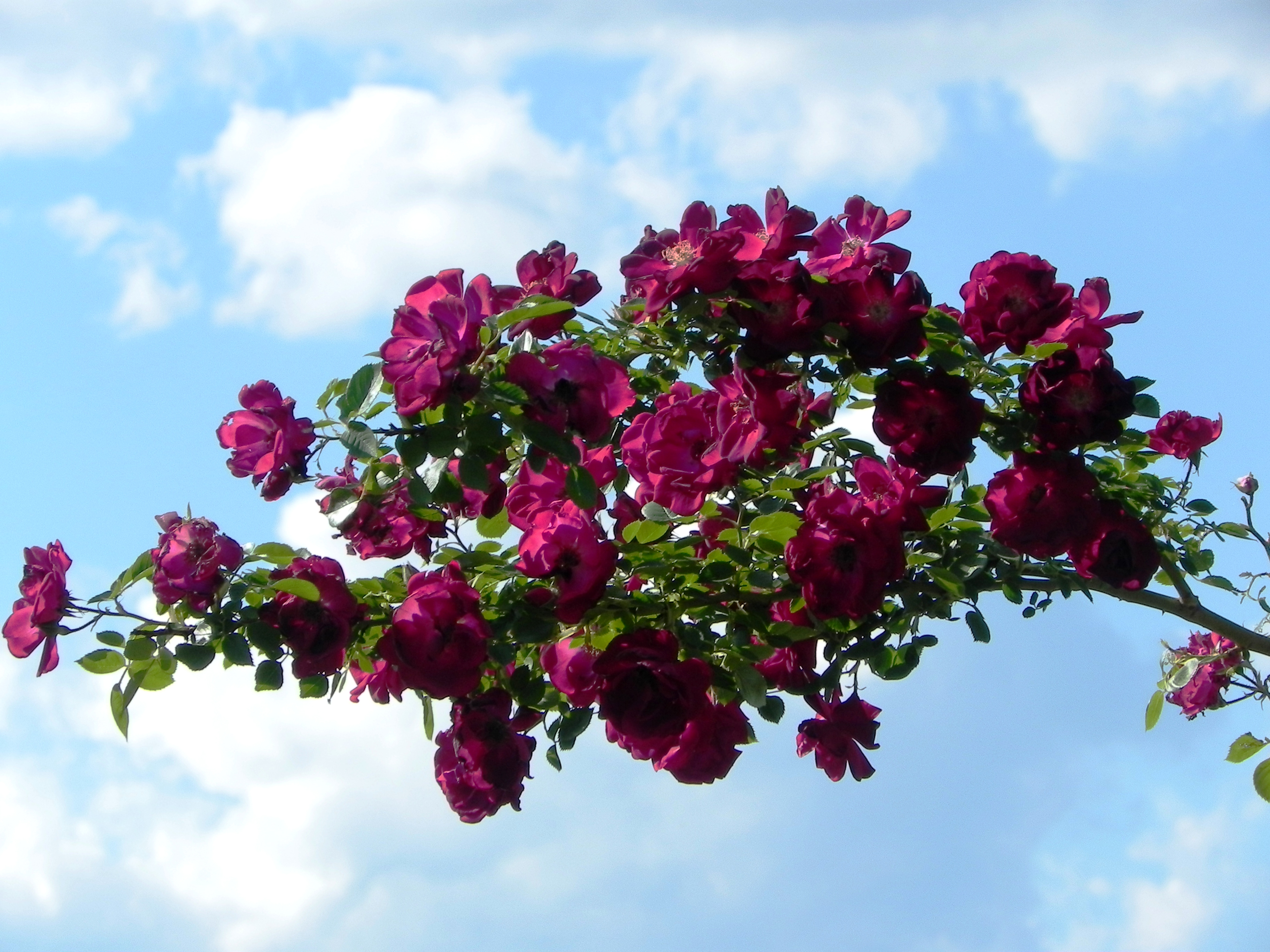 Скачати мобільні шпалери Квітка, Роза, Земля, Фіолетова Квітка, Відділення, Трояндовий Кущ, Флауерзи безкоштовно.
