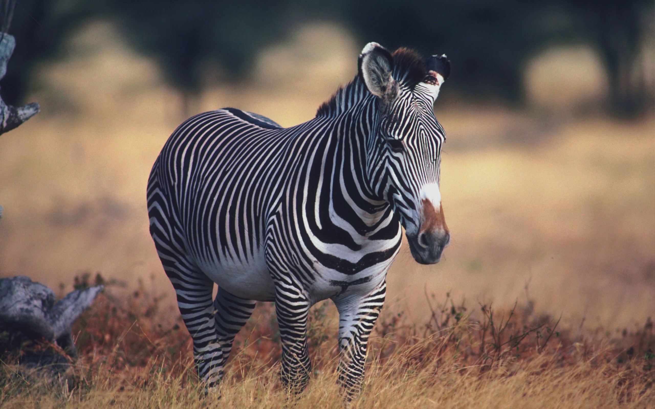 Laden Sie das Tiere, Zebra-Bild kostenlos auf Ihren PC-Desktop herunter