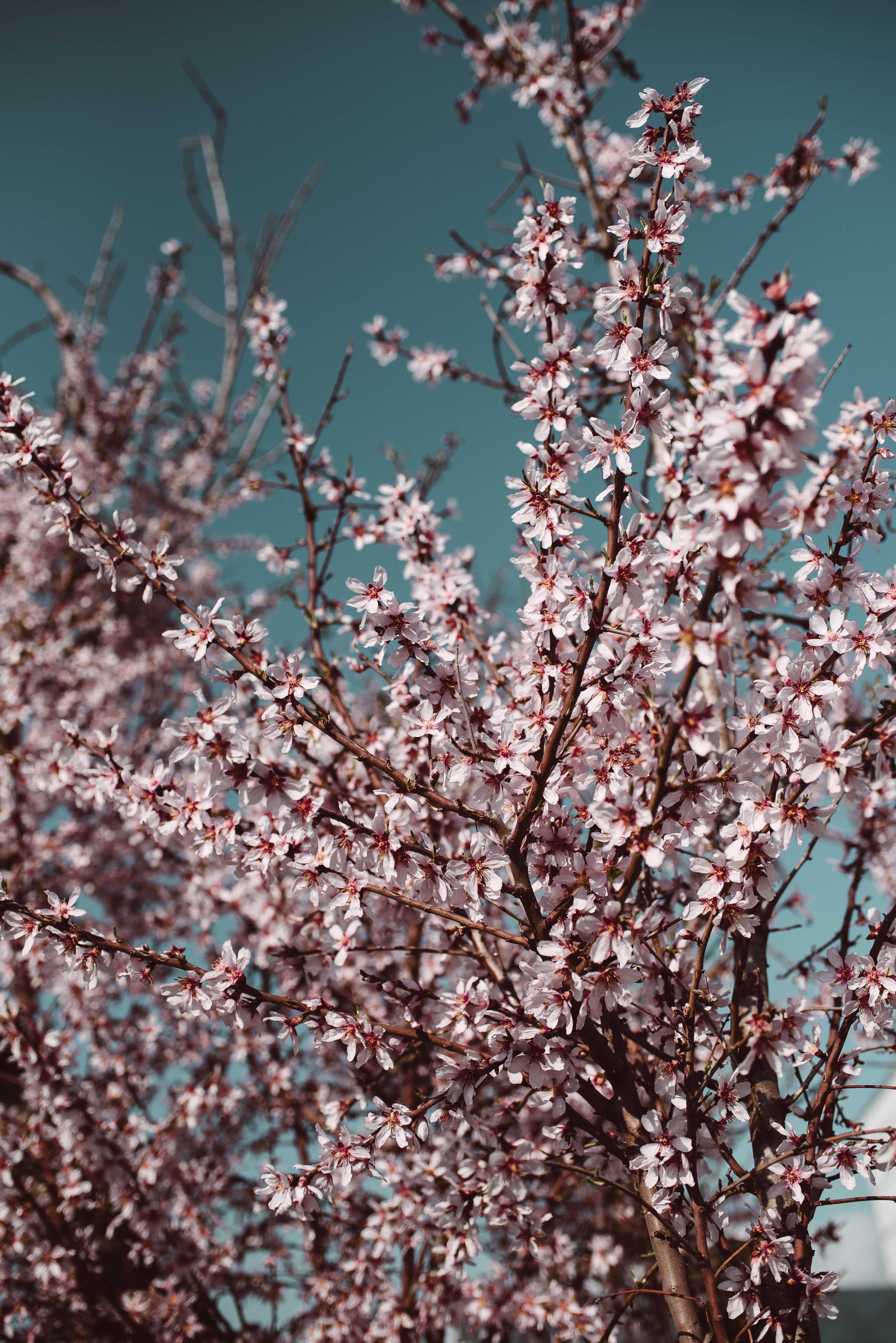 Download mobile wallpaper Branches, Sky, Flowers, Bloom, Flowering, Spring for free.