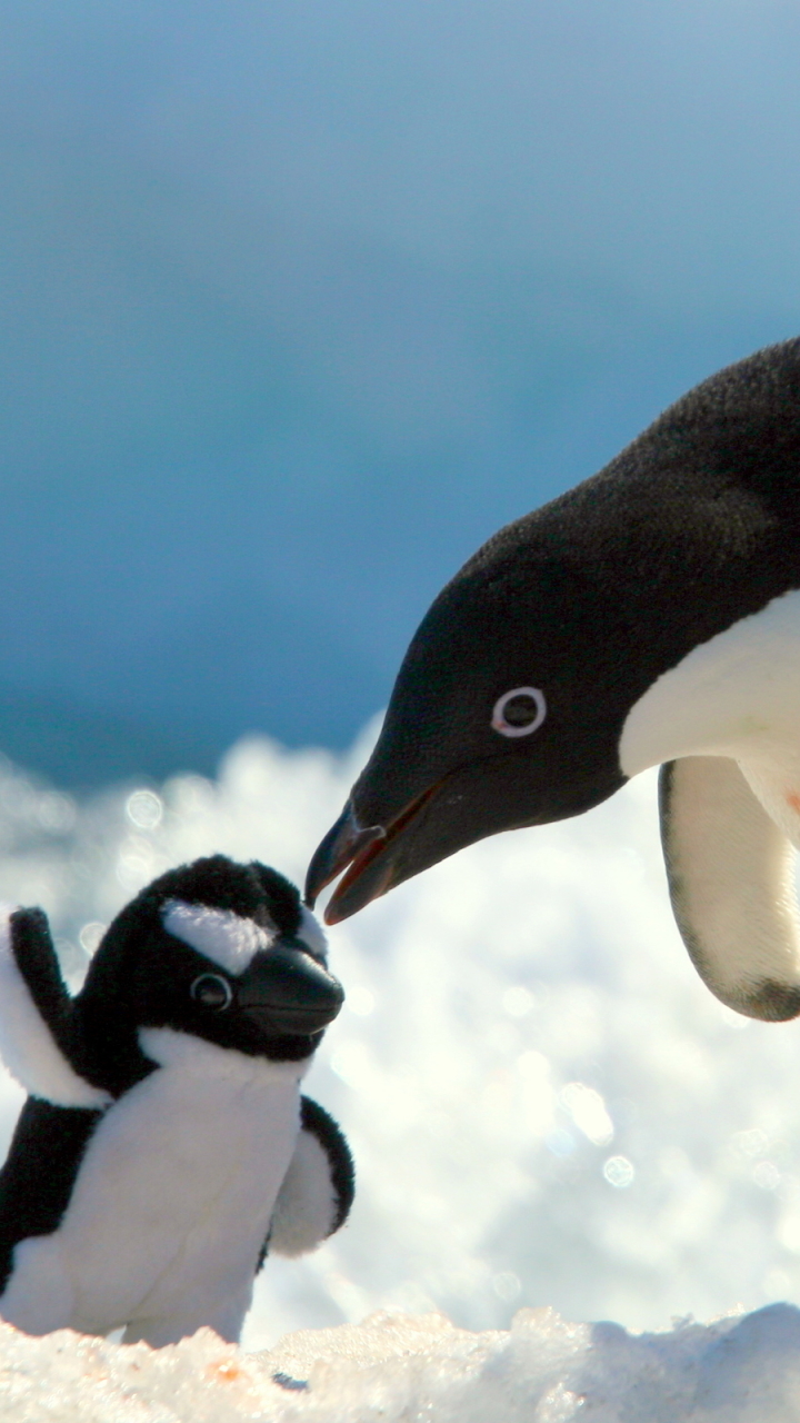 Baixar papel de parede para celular de Animais, Aves, Pássaro, Pinguim gratuito.