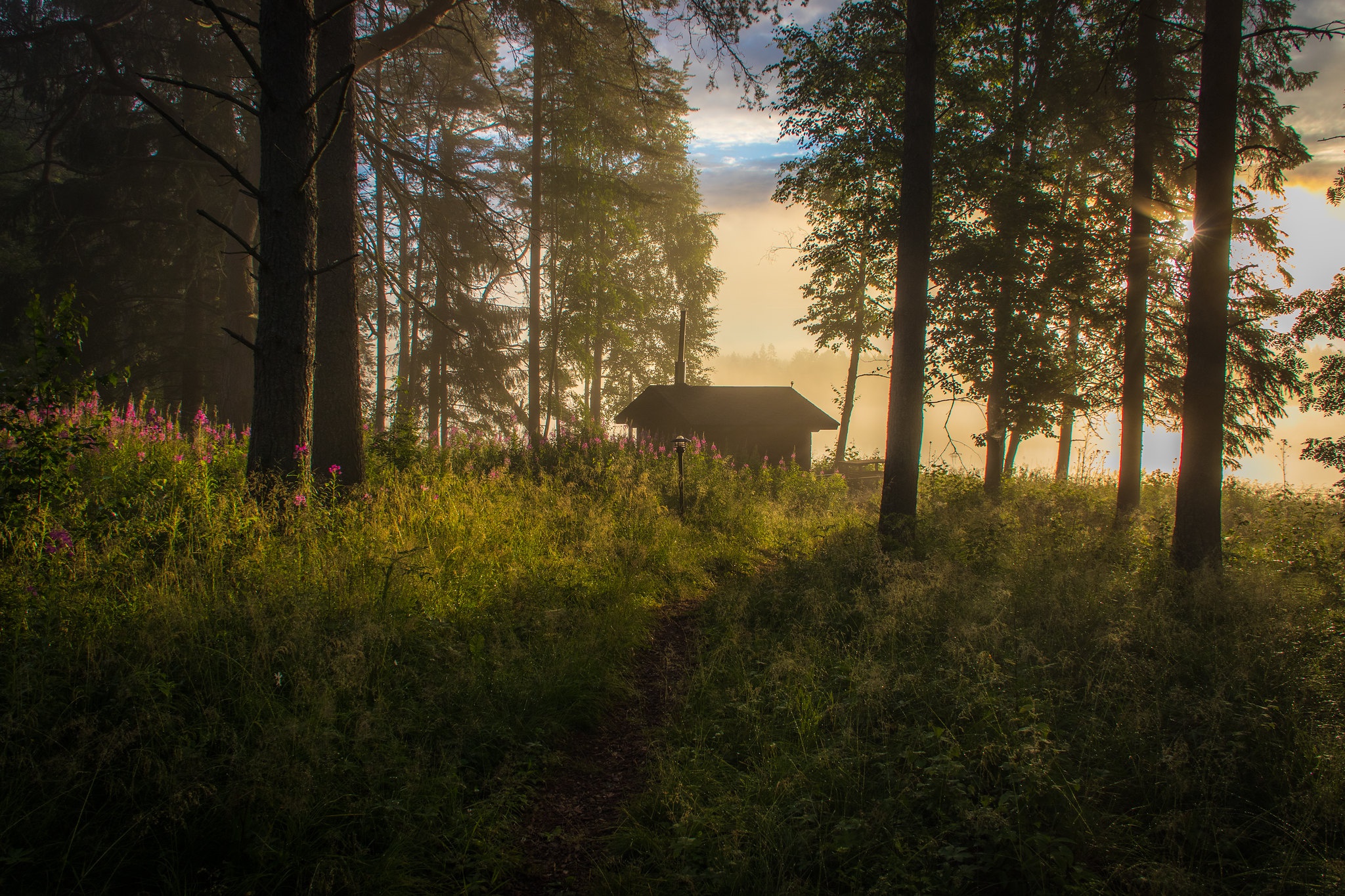man made, cabin, flower, fog, forest, path, pine tree, thicket
