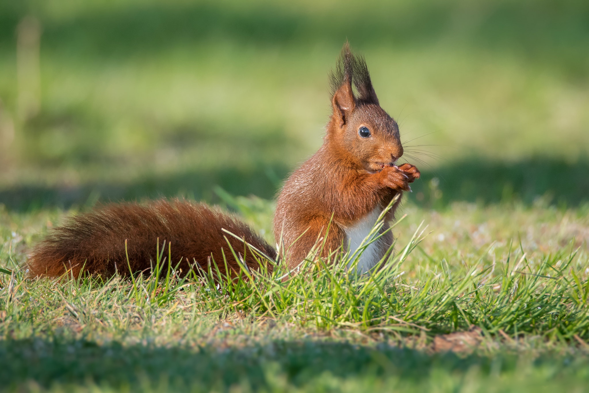 Download mobile wallpaper Squirrel, Animal, Rodent for free.