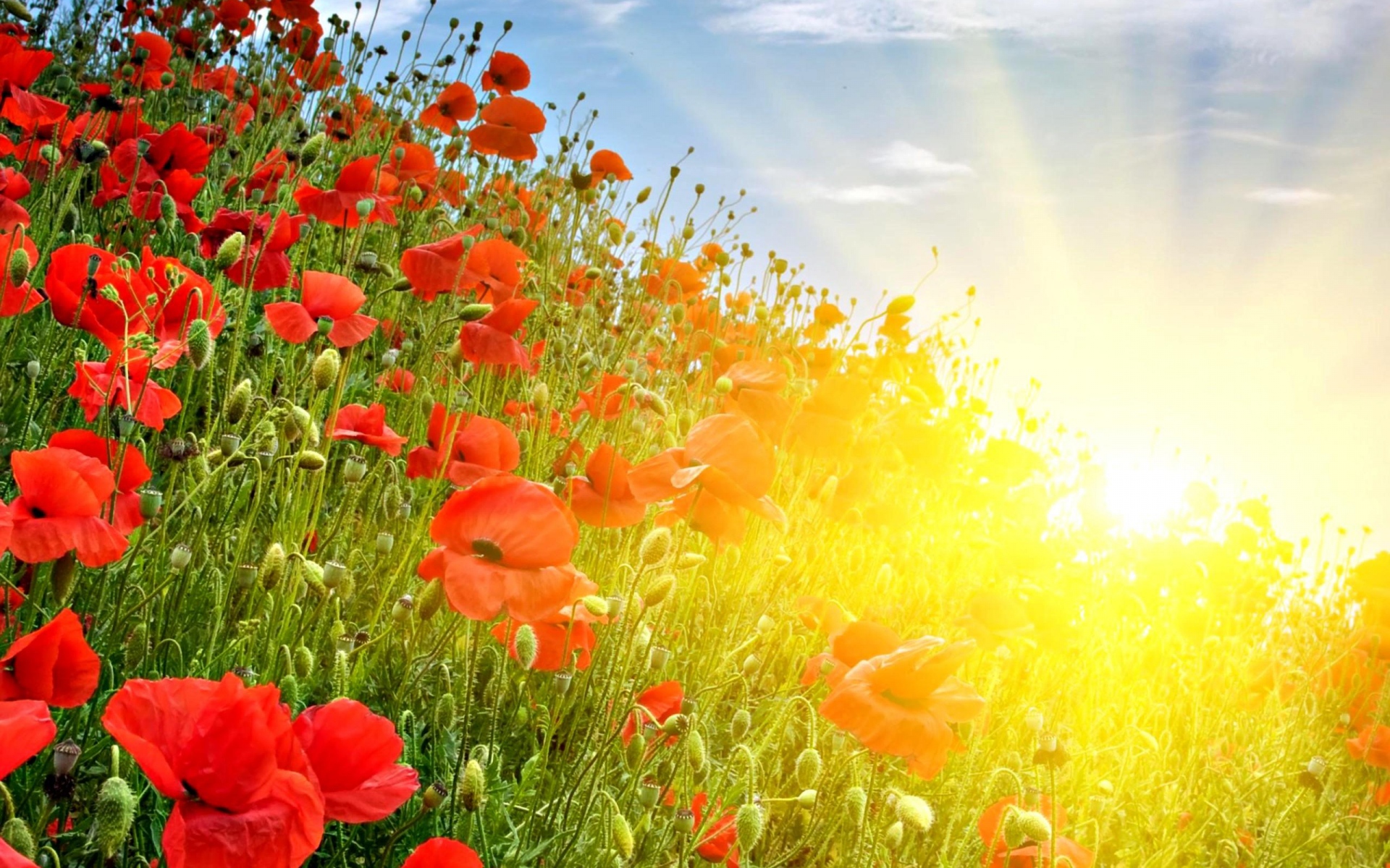 Baixe gratuitamente a imagem Natureza, Flores, Flor, Flor Vermelha, Terra/natureza, Raio Solar, Papoila na área de trabalho do seu PC
