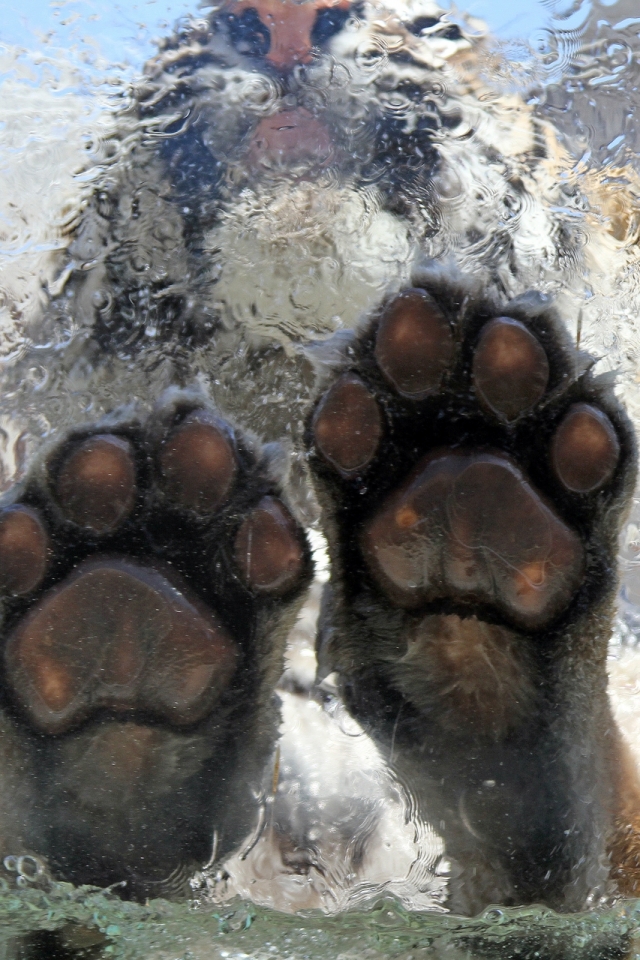 Descarga gratuita de fondo de pantalla para móvil de Animales, Gatos, Tigre.