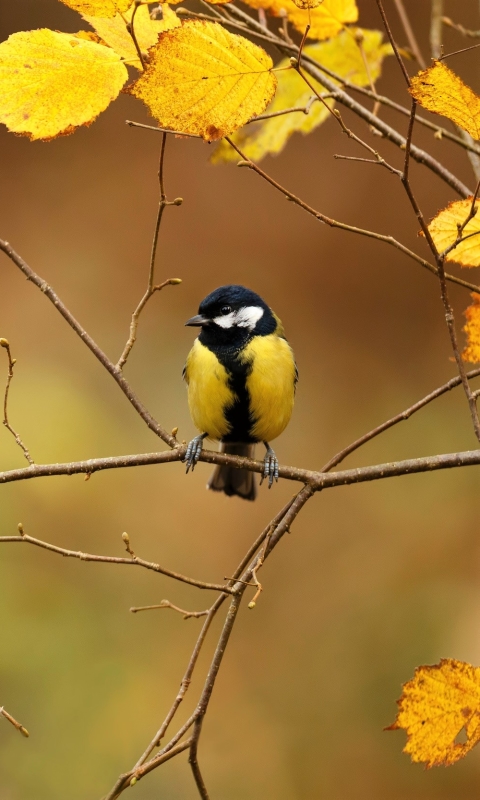 Descarga gratuita de fondo de pantalla para móvil de Animales, Otoño, Hoja, Aves, Ave.