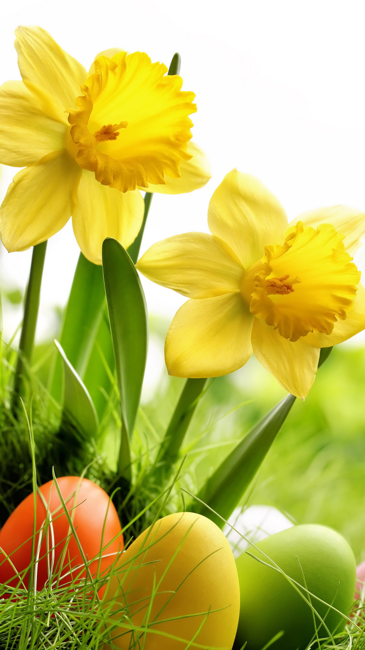 Handy-Wallpaper Feiertage, Ostern, Narzissen, Blume, Narzisse, Gelbe Blume, Osterei kostenlos herunterladen.