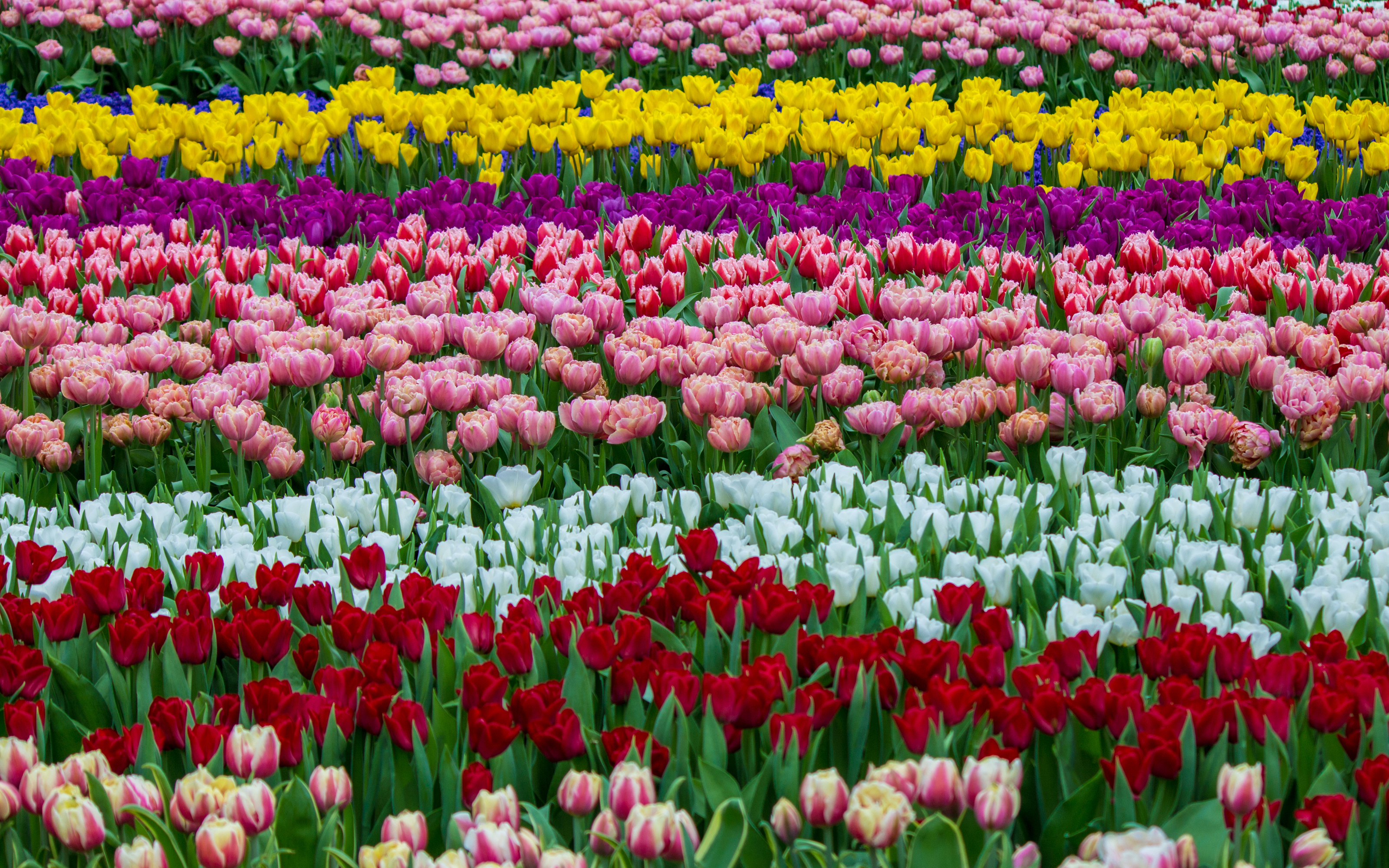 Descarga gratuita de fondo de pantalla para móvil de Flores, Flor, Flor Rosa, Campo, Tulipán, Flor Amarilla, Flor Blanca, Flor Purpura, Flor Roja, Tierra/naturaleza.