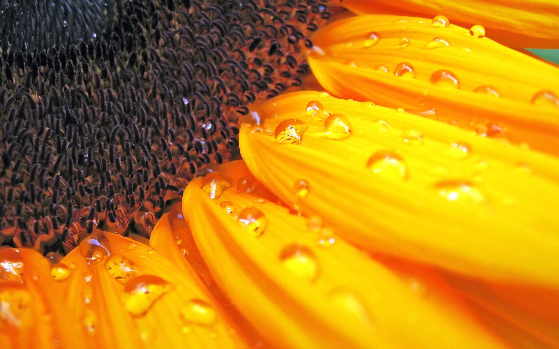 Téléchargez gratuitement l'image Terre/nature, Goutte D'eau sur le bureau de votre PC