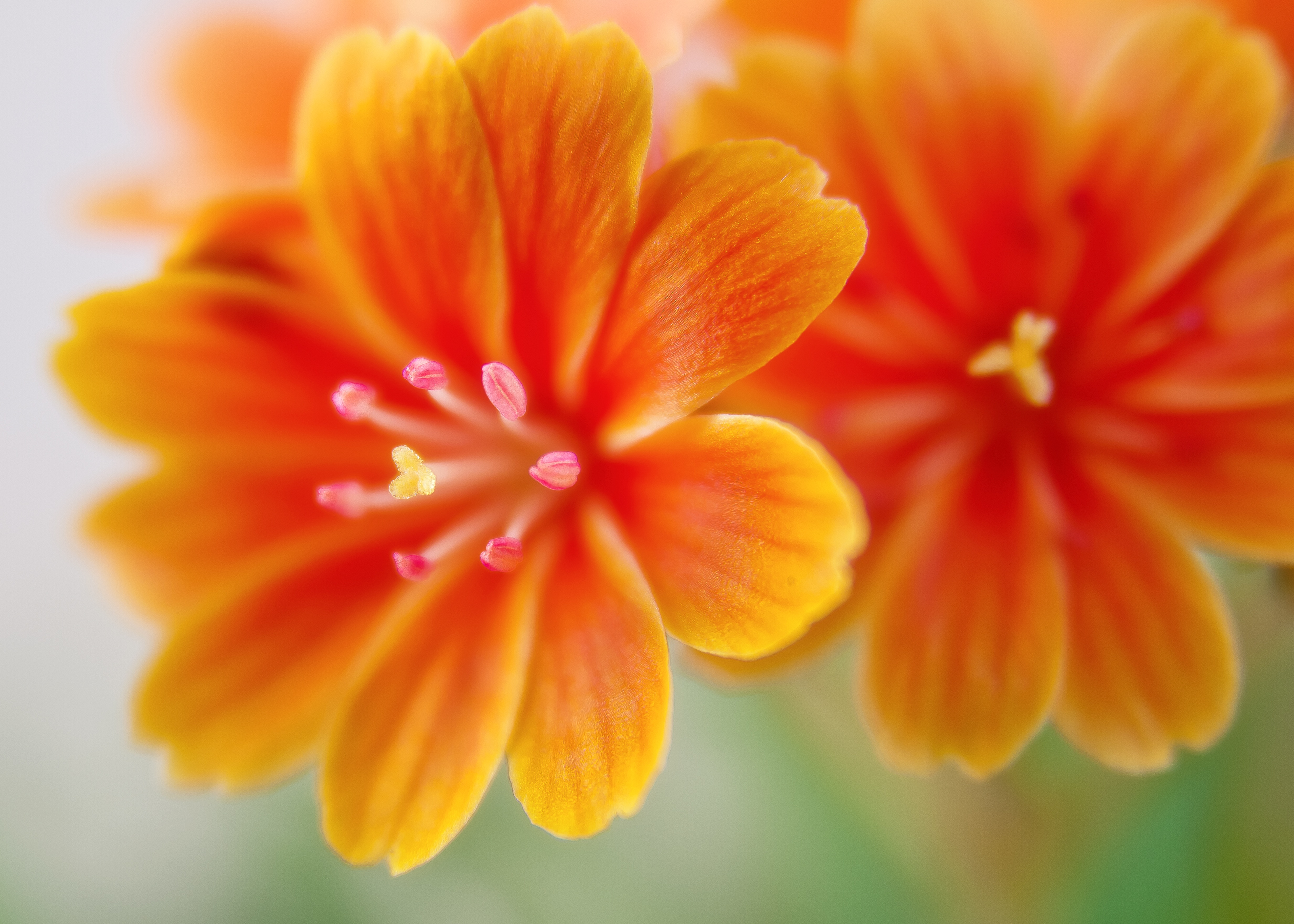 Handy-Wallpaper Blumen, Blume, Erde/natur, Orangene Blume, Lewisie kostenlos herunterladen.