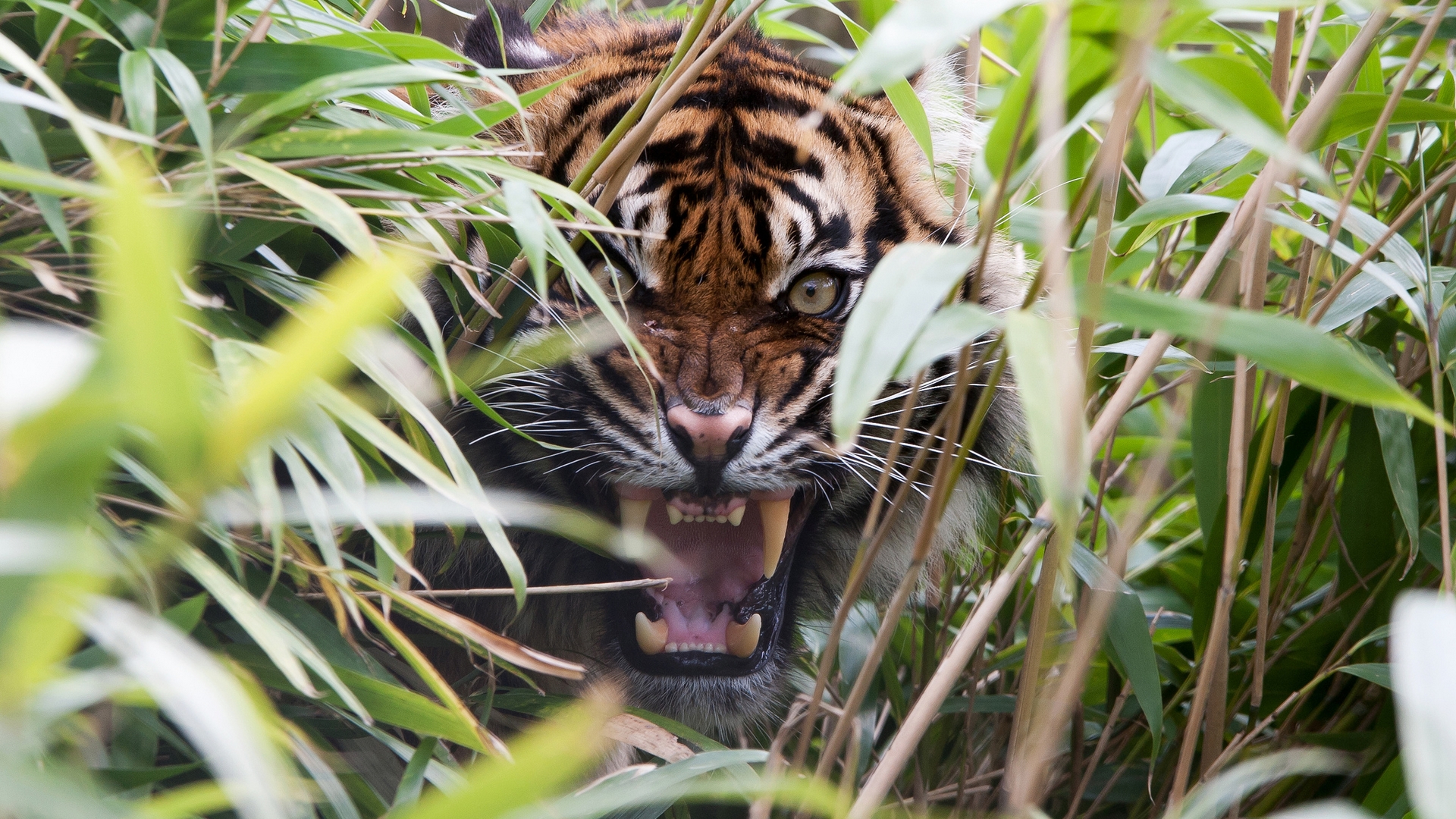 Descarga gratuita de fondo de pantalla para móvil de Animales, Tigre.