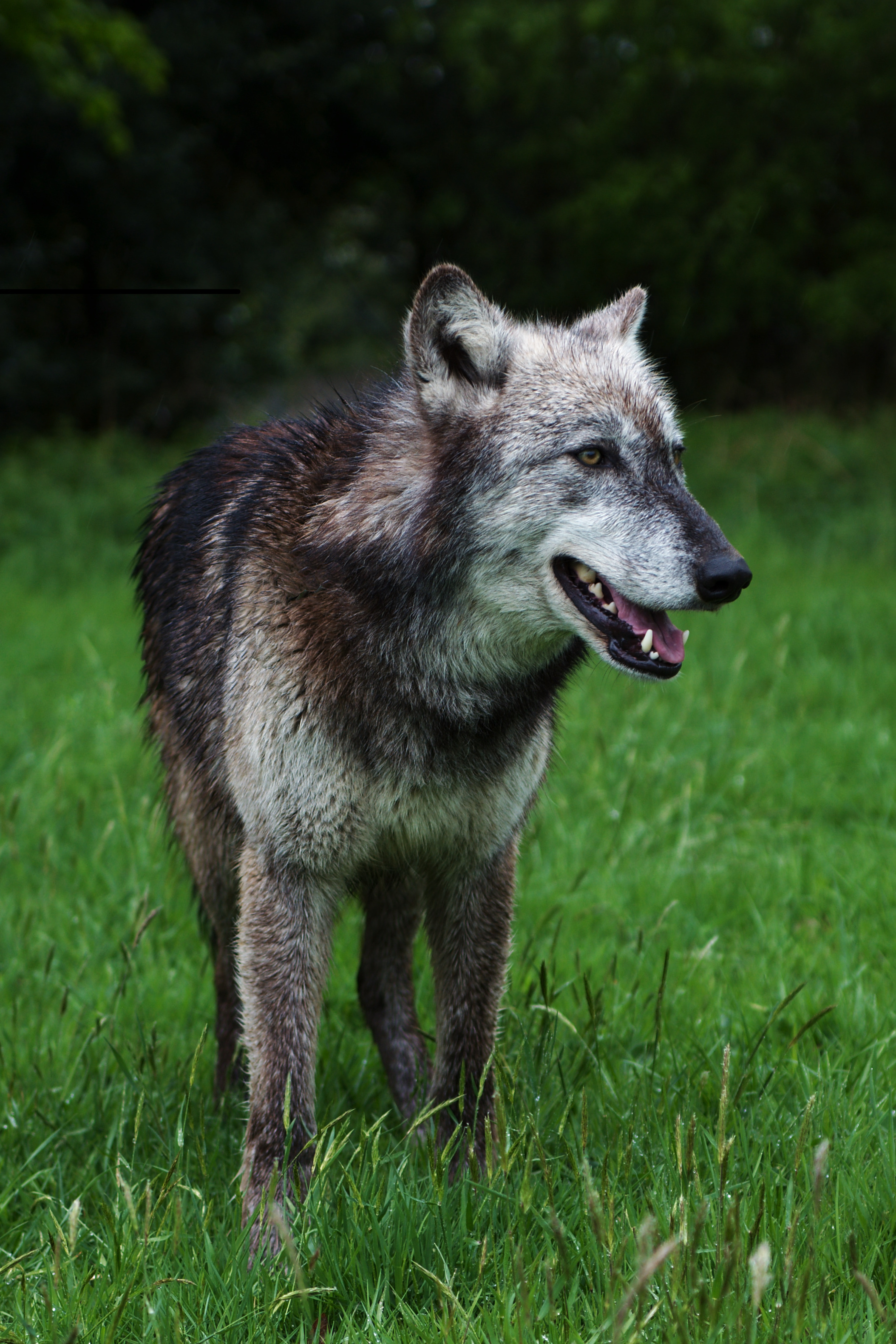 Download mobile wallpaper Dog, Predator, Animals, Grass, Wildlife, Wolf for free.