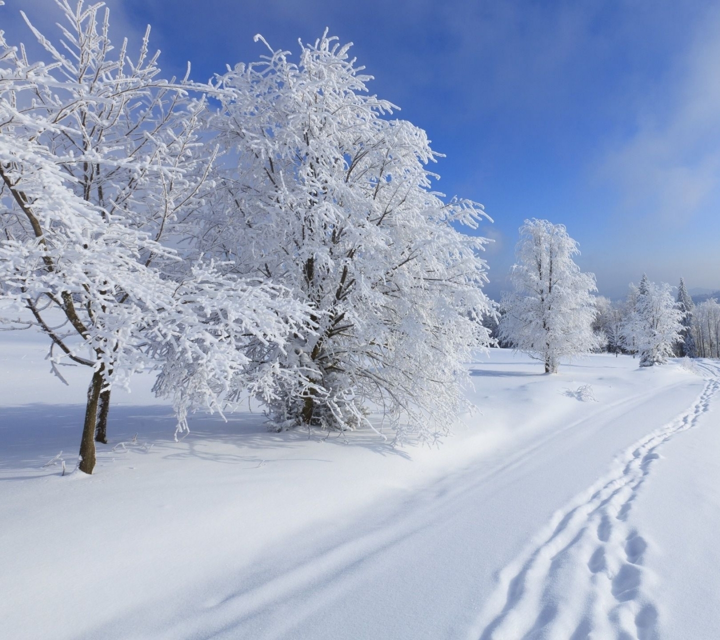 Download mobile wallpaper Winter, Snow, Tree, Earth, Footprint for free.