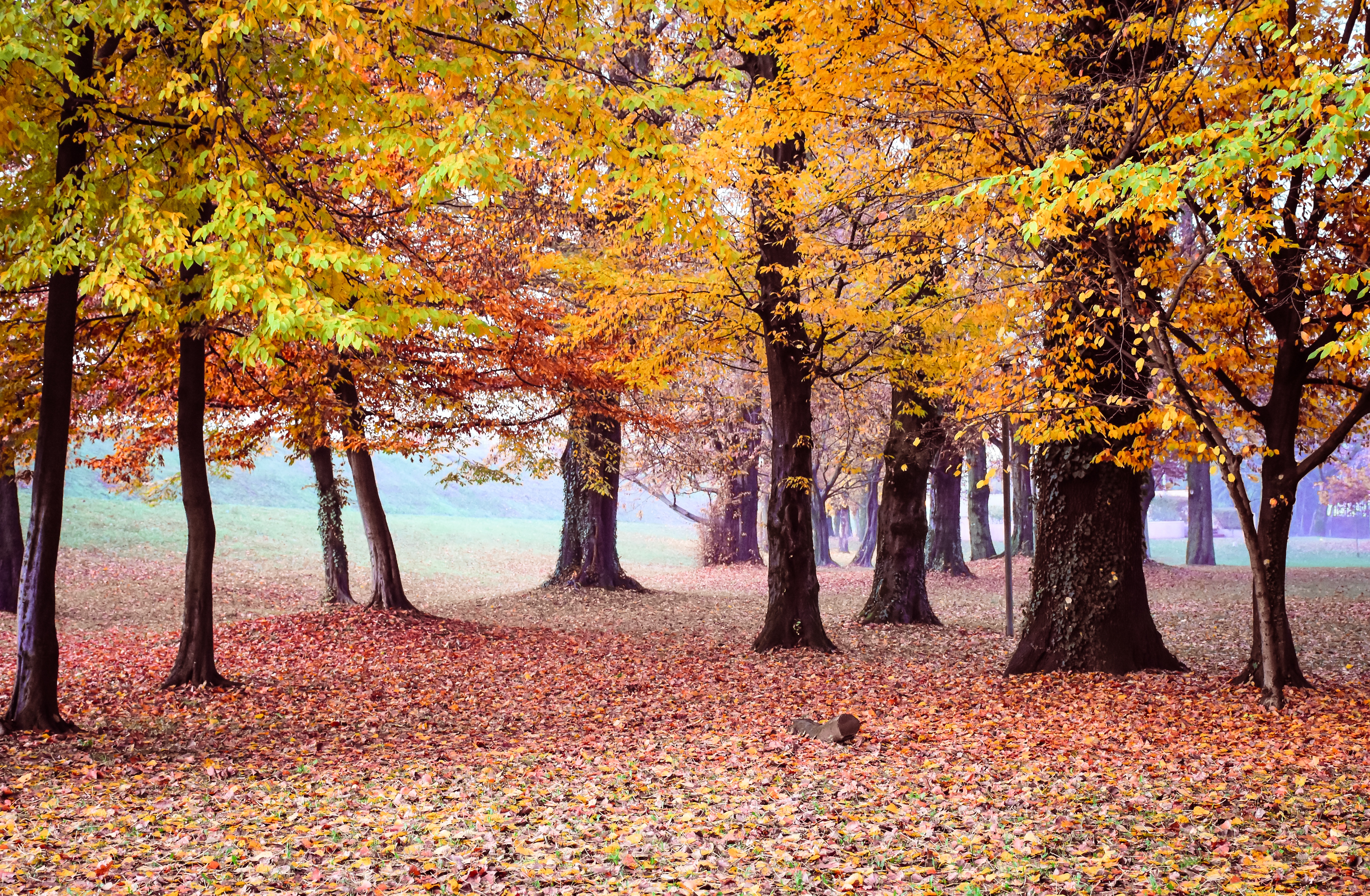 Handy-Wallpaper Natur, Herbst, Park, Baum, Nebel, Fotografie kostenlos herunterladen.