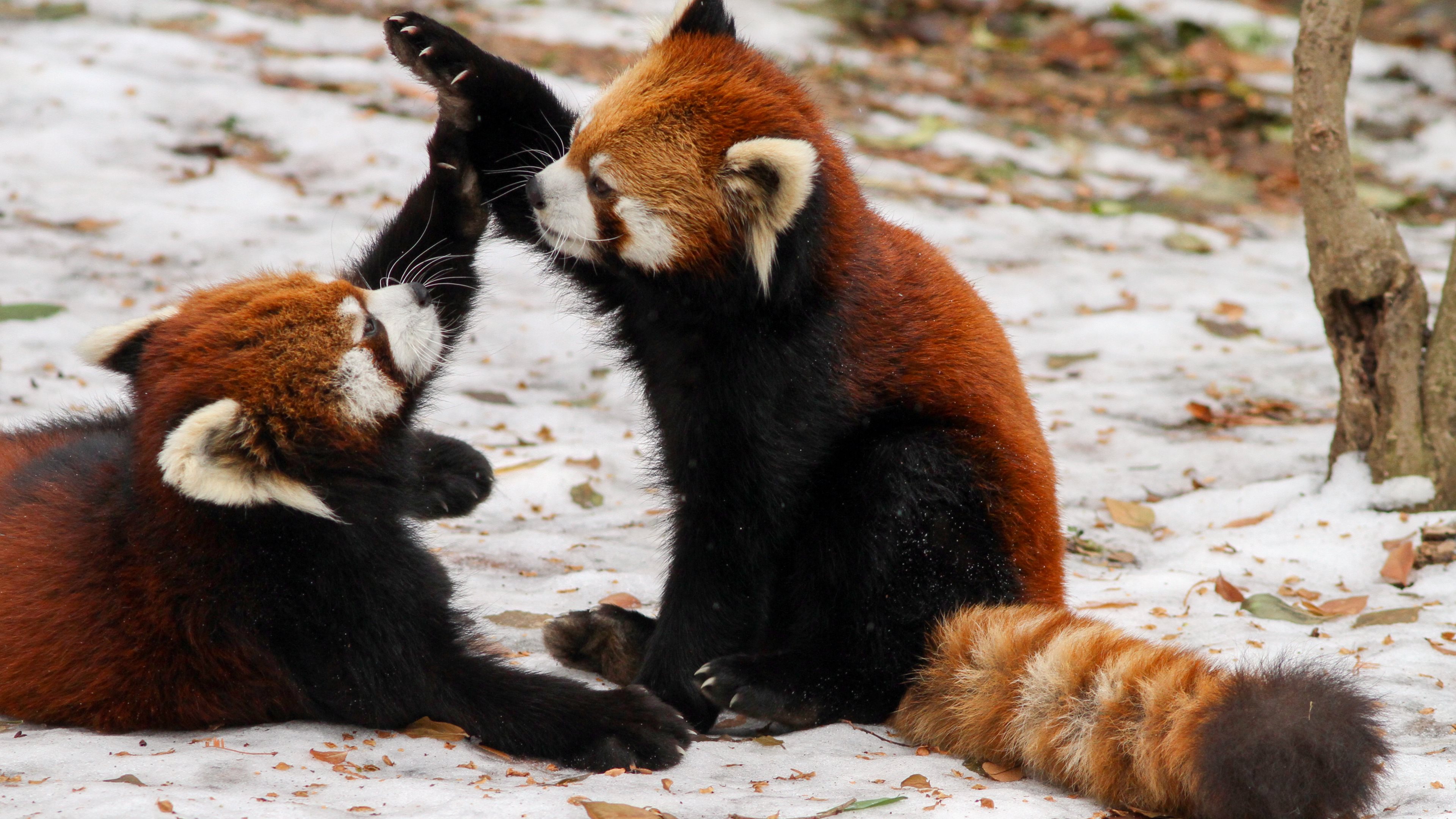 628301 завантажити картинку червона панда, тварина - шпалери і заставки безкоштовно
