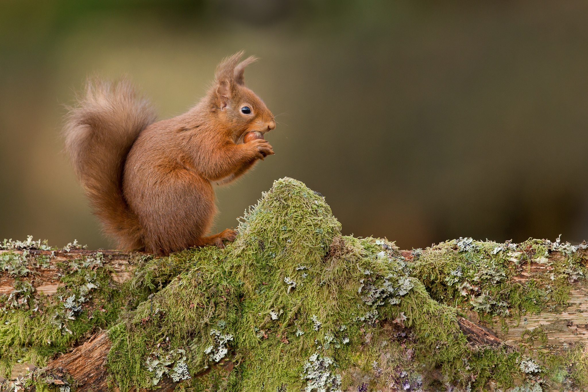 Handy-Wallpaper Tiere, Eichhörnchen, Nagetier kostenlos herunterladen.