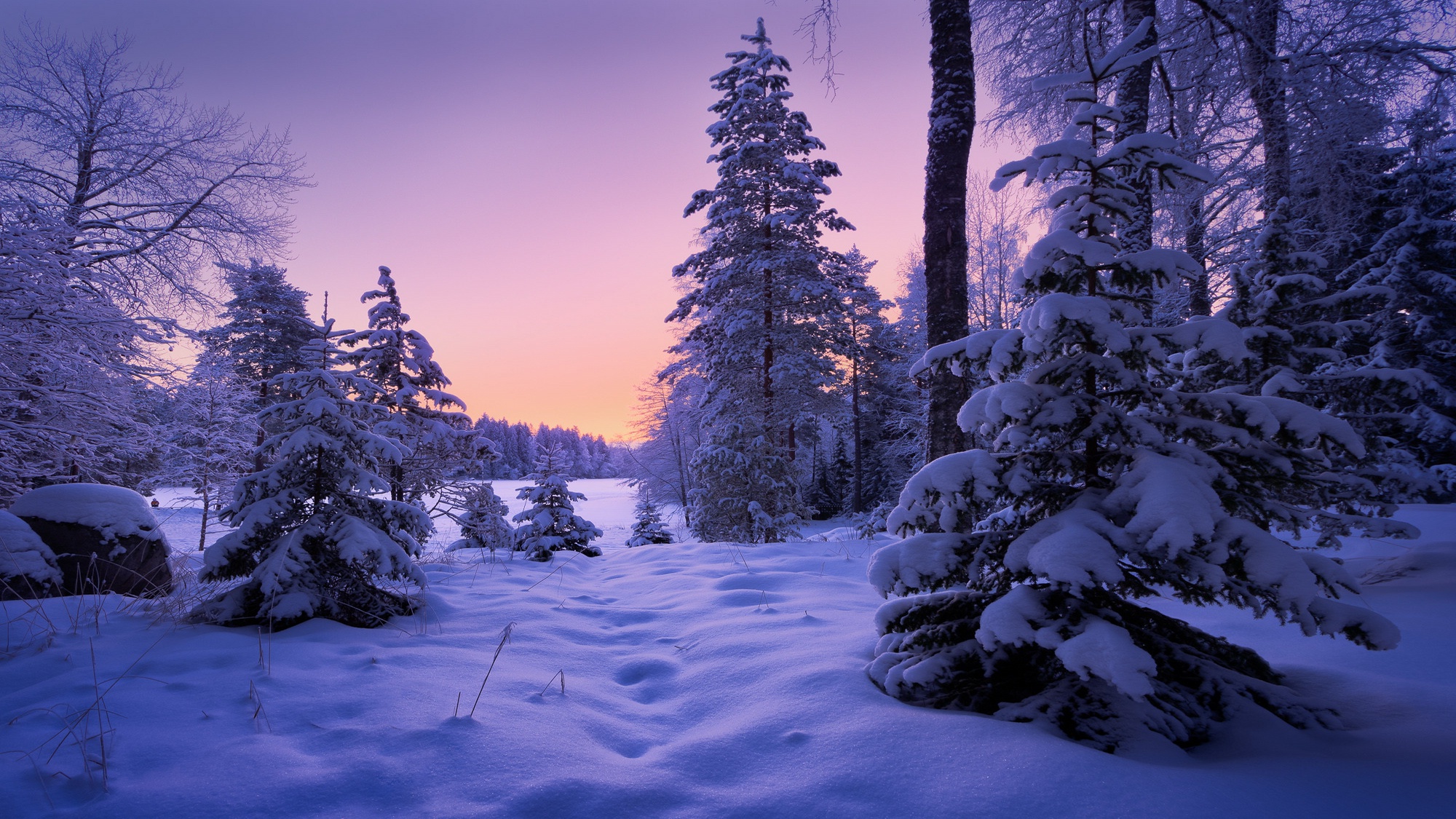 PCデスクトップに冬, 雪, モミの木, 森, 地球画像を無料でダウンロード