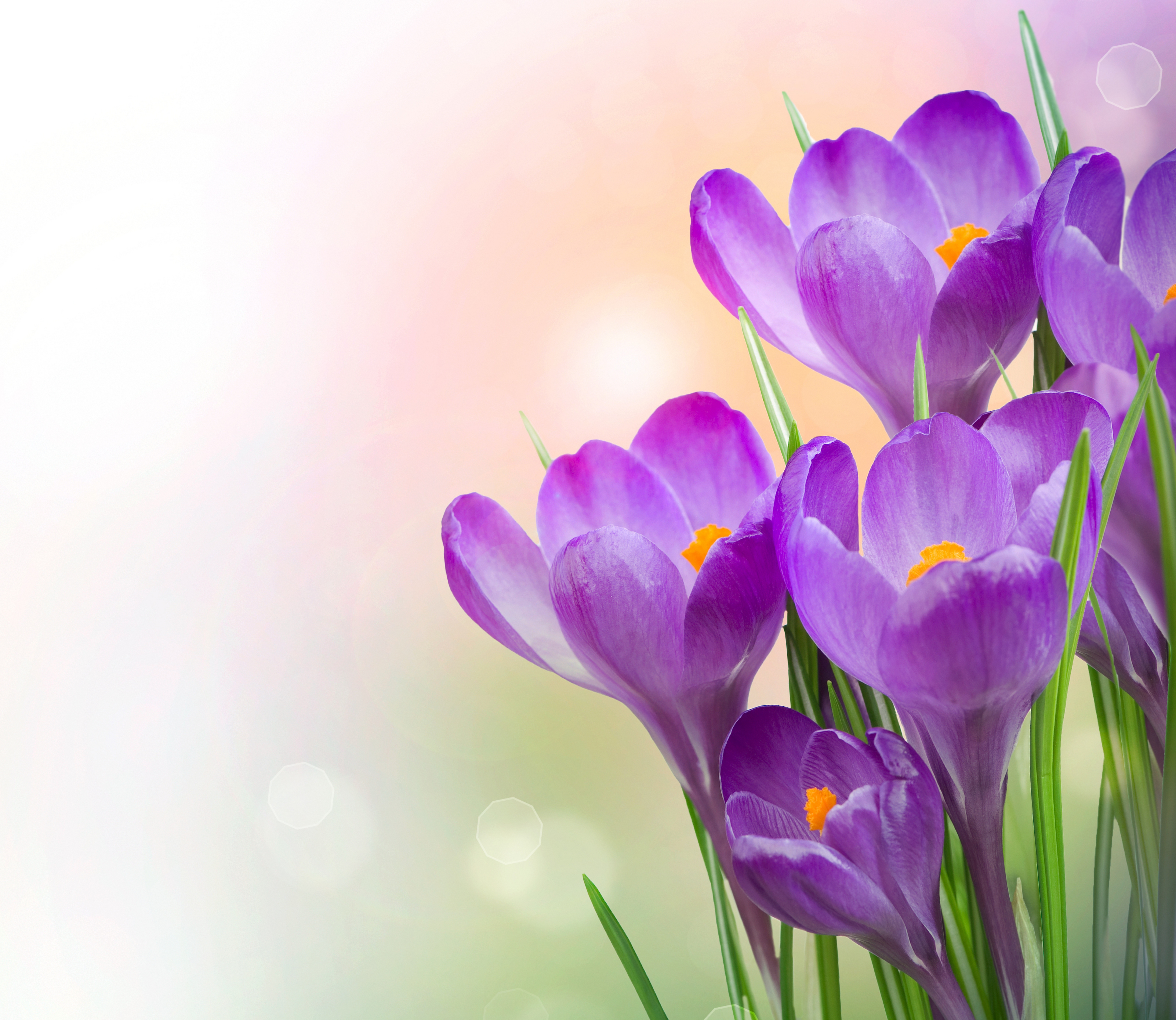 Скачать картинку Цветок, Весна, Крокус, Фиолетовый Цветок, Земля/природа, Флауэрсы в телефон бесплатно.