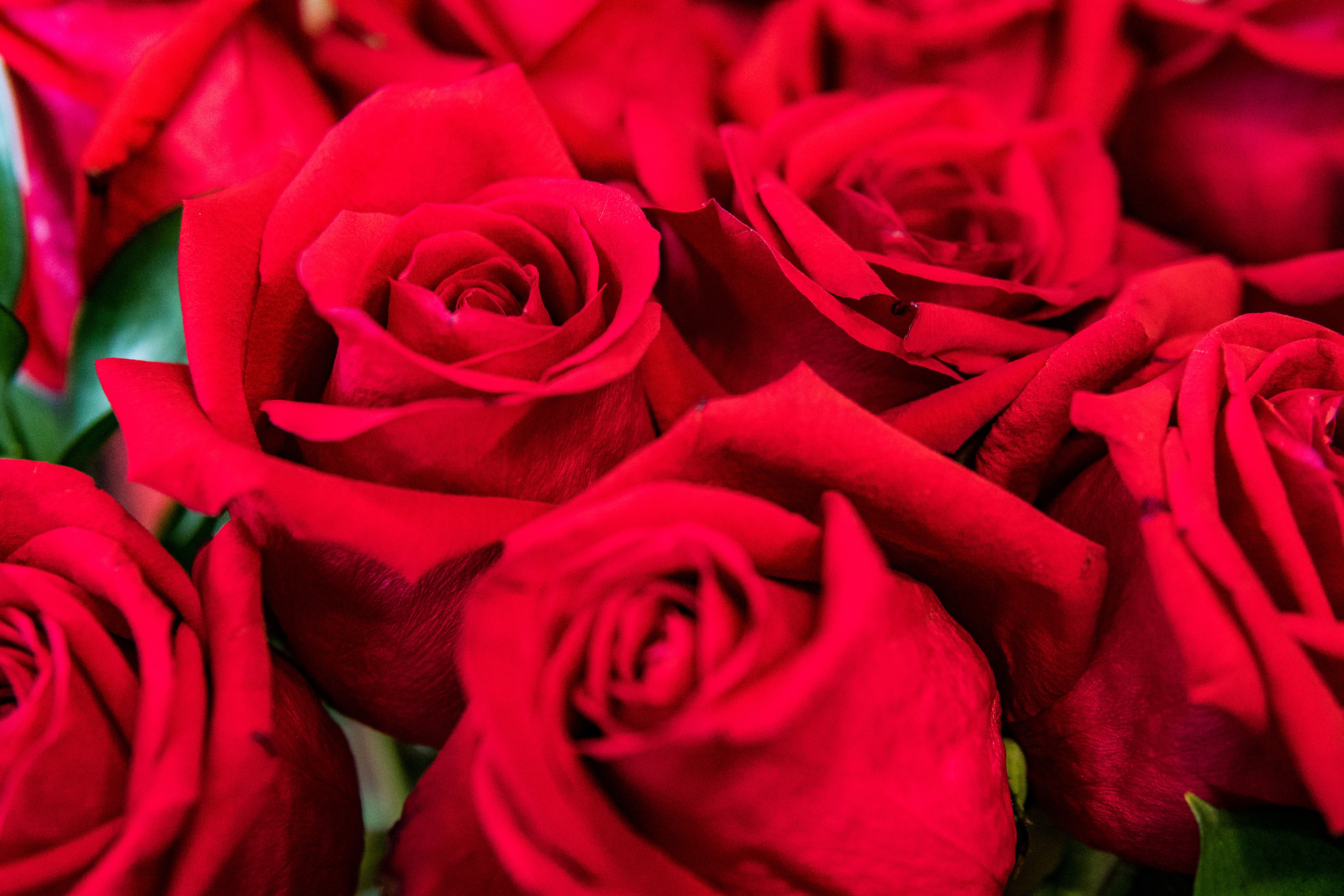 Скачать обои бесплатно Красный, Лепестки, Цветы, Букет, Розы картинка на рабочий стол ПК
