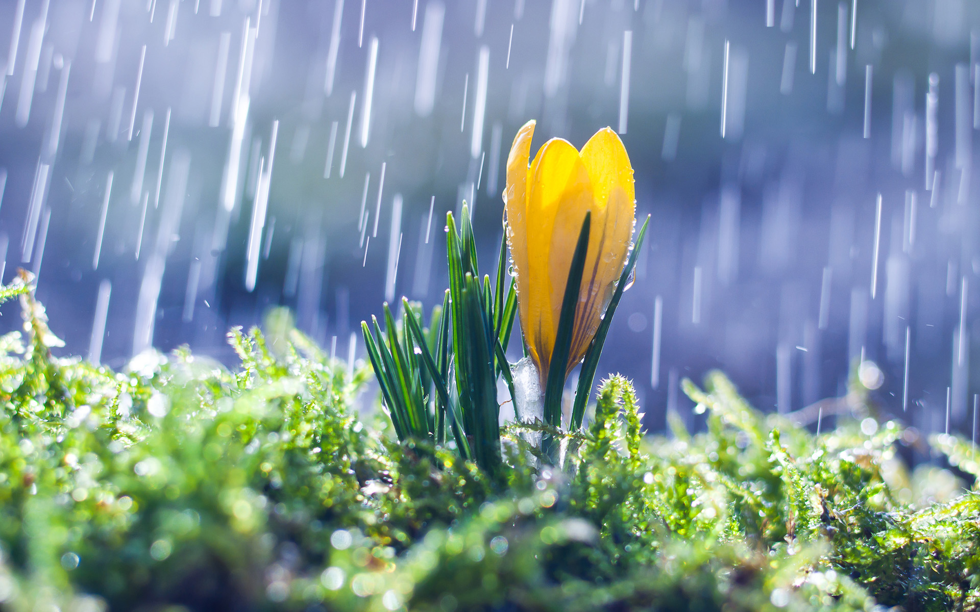 Завантажити шпалери безкоштовно Дощ, Квітка, Земля, Весна, Крокус, Флауерзи картинка на робочий стіл ПК