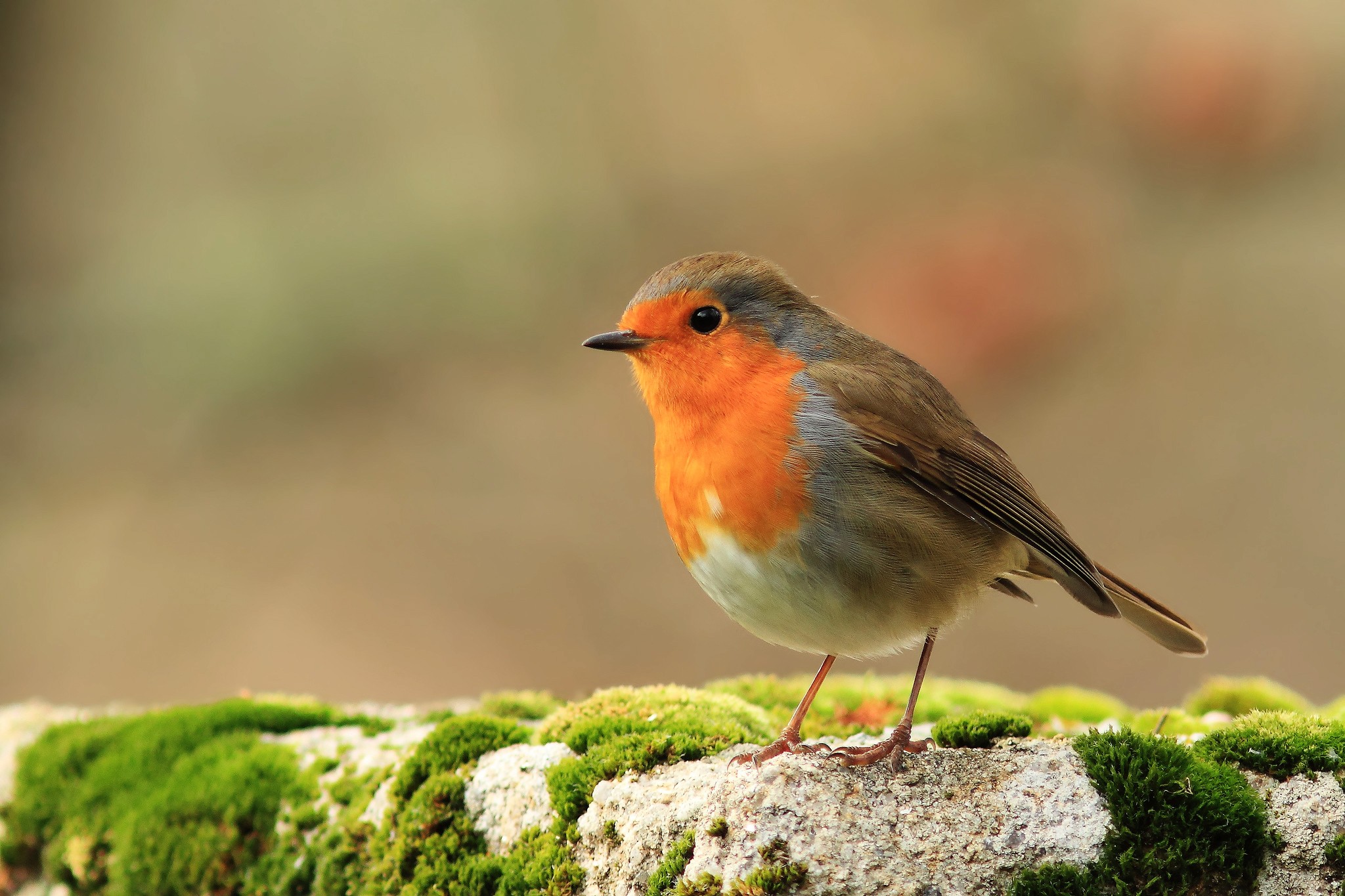 Laden Sie das Tiere, Vögel, Vogel, Rotkehlchen-Bild kostenlos auf Ihren PC-Desktop herunter