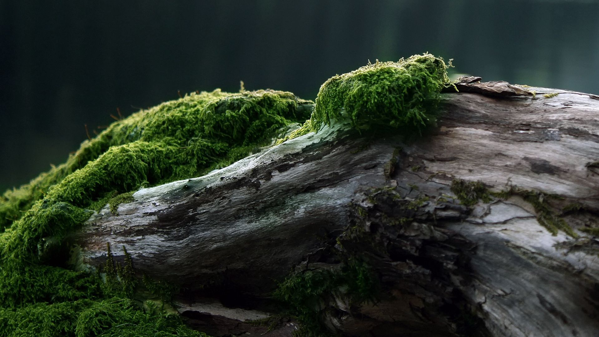 Laden Sie das Natur, Holz, Baum, Moos, Moss, Stumpf, Log, Protokoll-Bild kostenlos auf Ihren PC-Desktop herunter