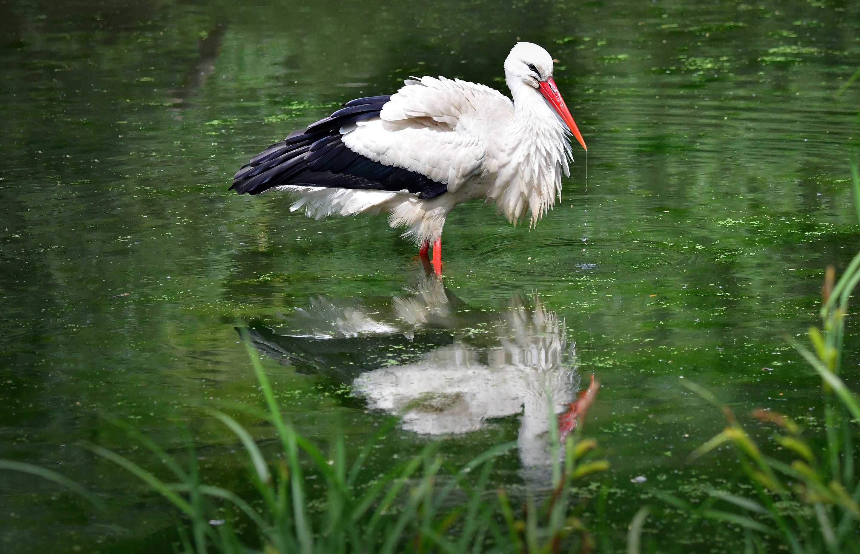 Download mobile wallpaper Birds, Reflection, Animal, Pond, Stork, White Stork for free.