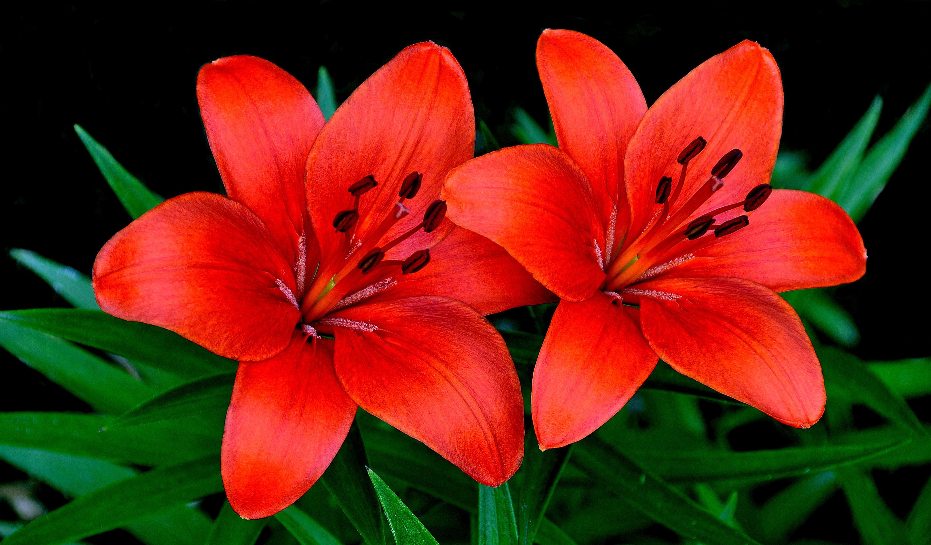 Download mobile wallpaper Nature, Flowers, Flower, Close Up, Earth, Lily, Red Flower for free.