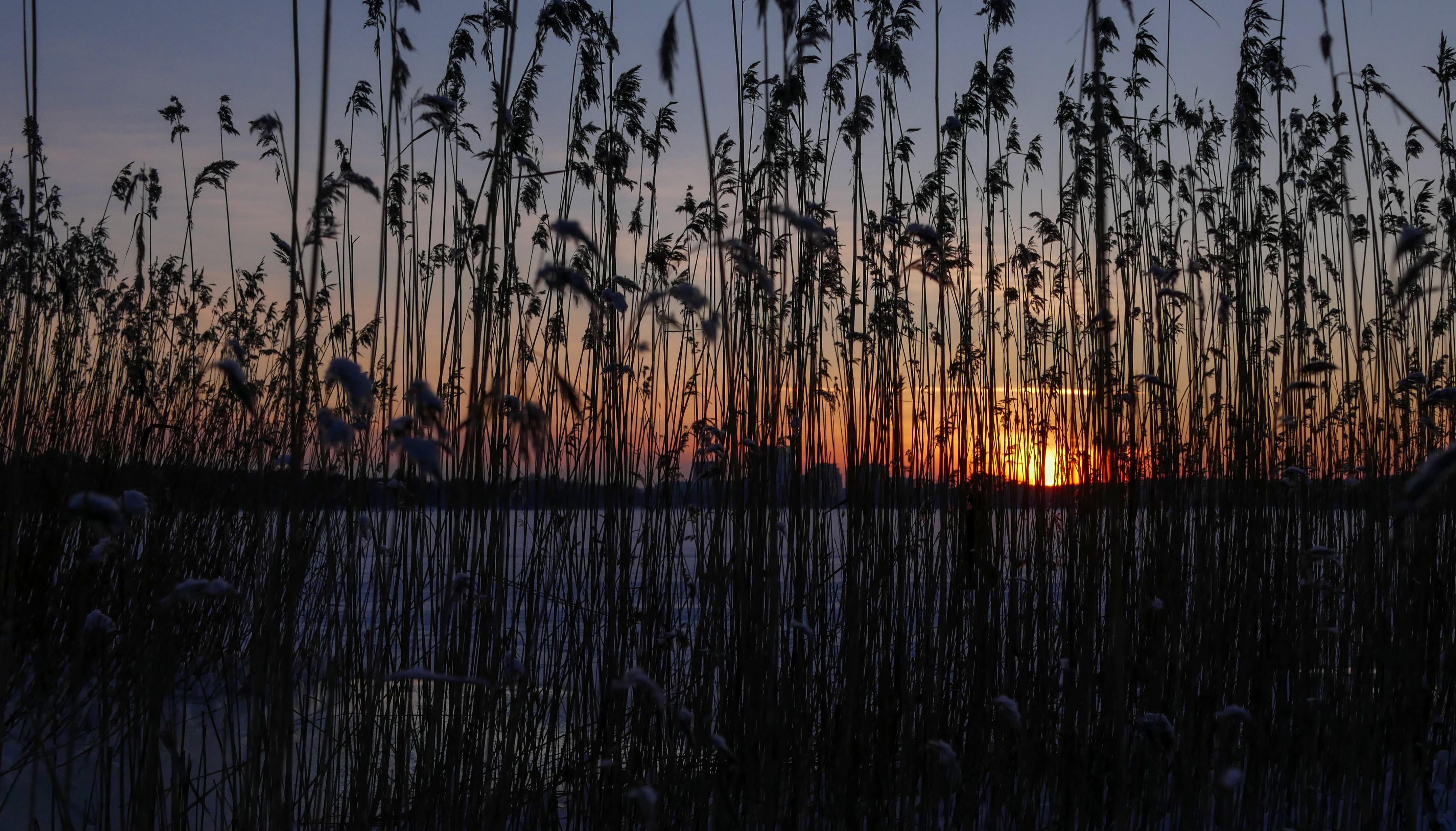 water, sunset, plant, dark, reeds
