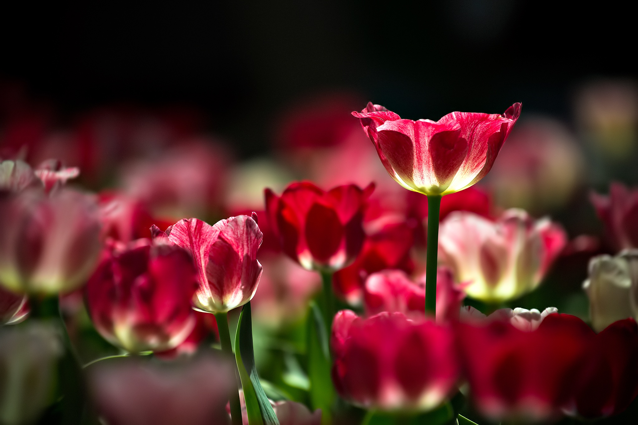 Free download wallpaper Tulip, Flowers, Earth on your PC desktop