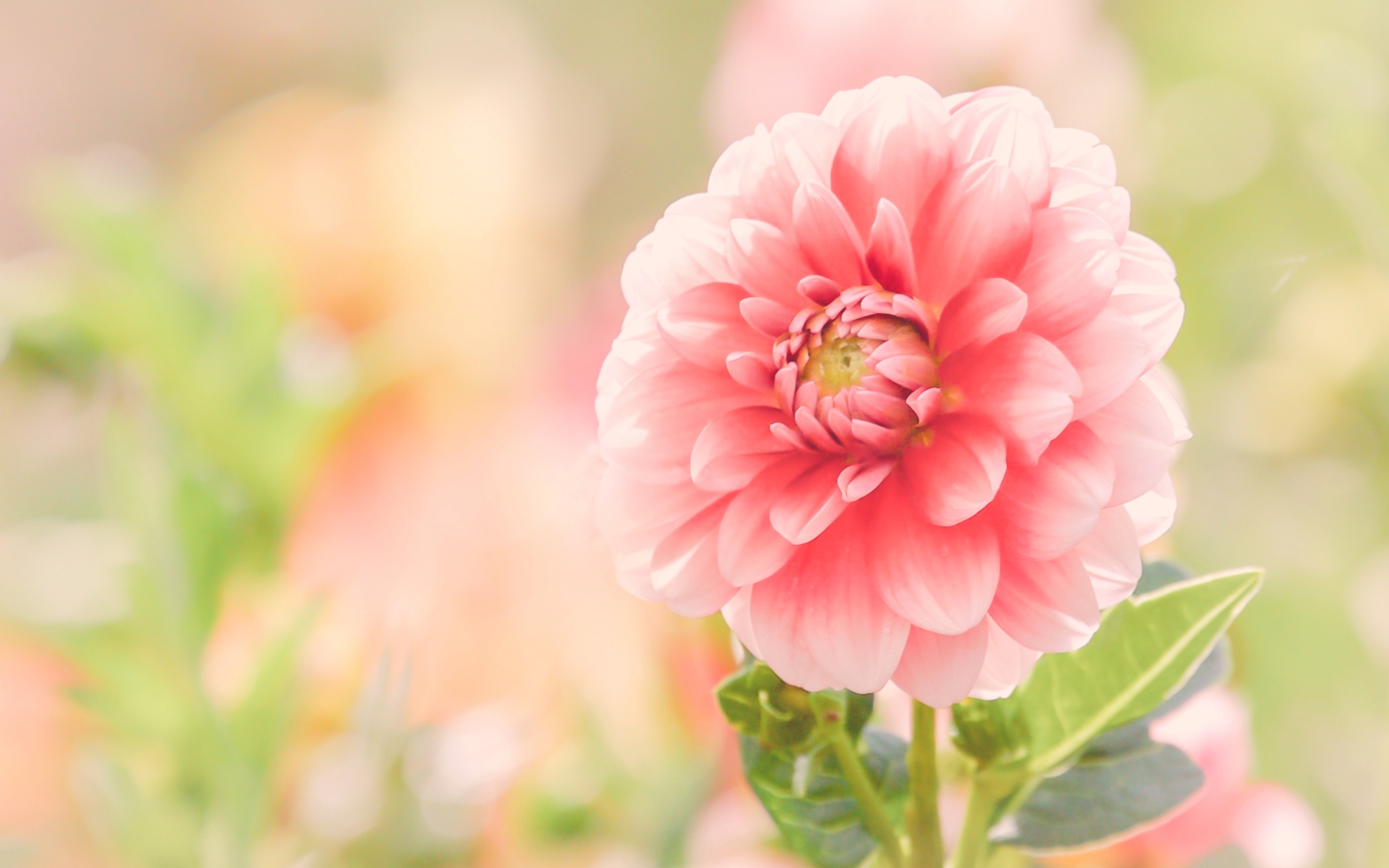 Download mobile wallpaper Flowers, Flower, Close Up, Earth, Dahlia, Pink Flower for free.