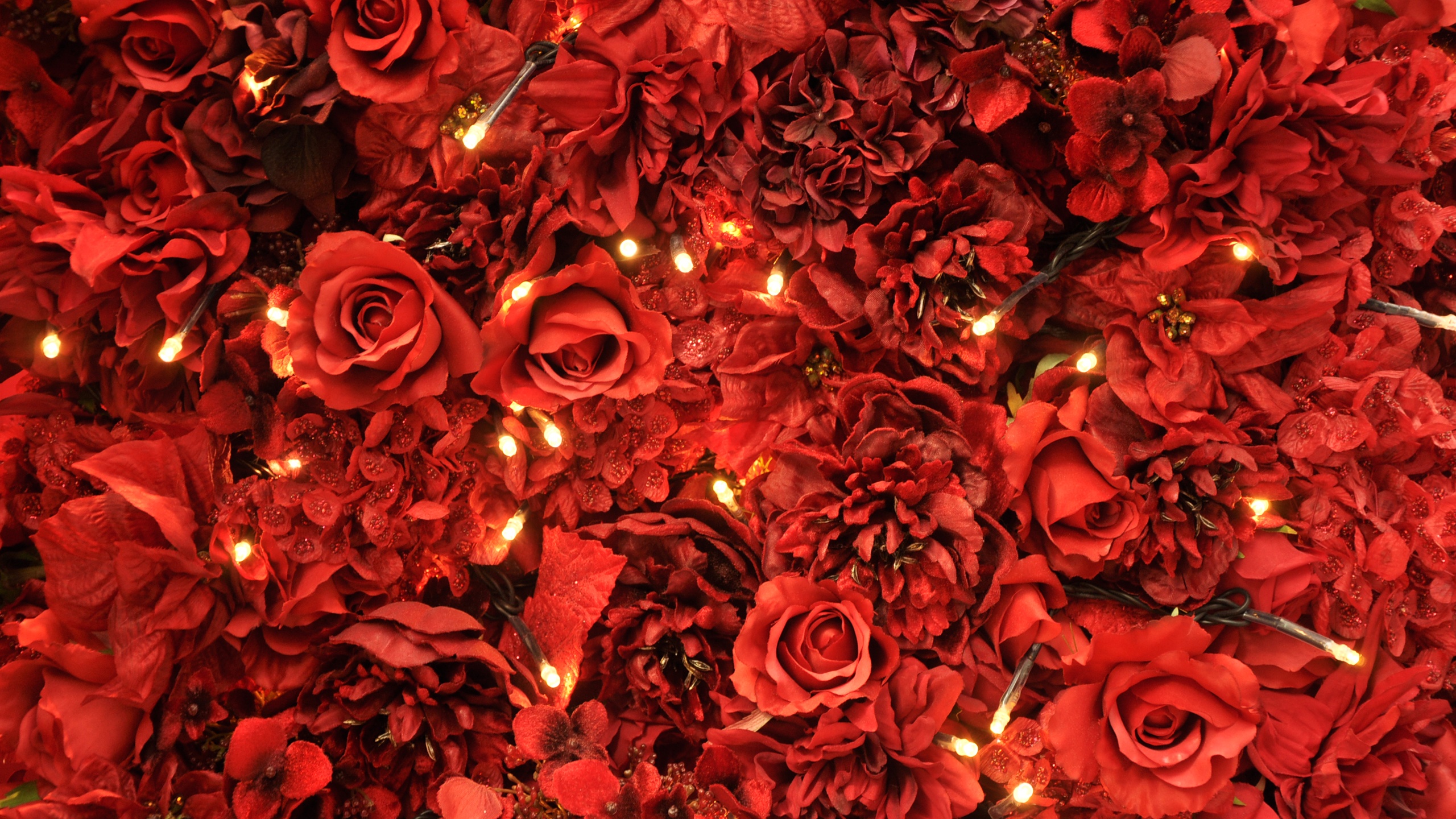 Handy-Wallpaper Rote Rose, Blumen, Licht, Rose, Erde/natur kostenlos herunterladen.