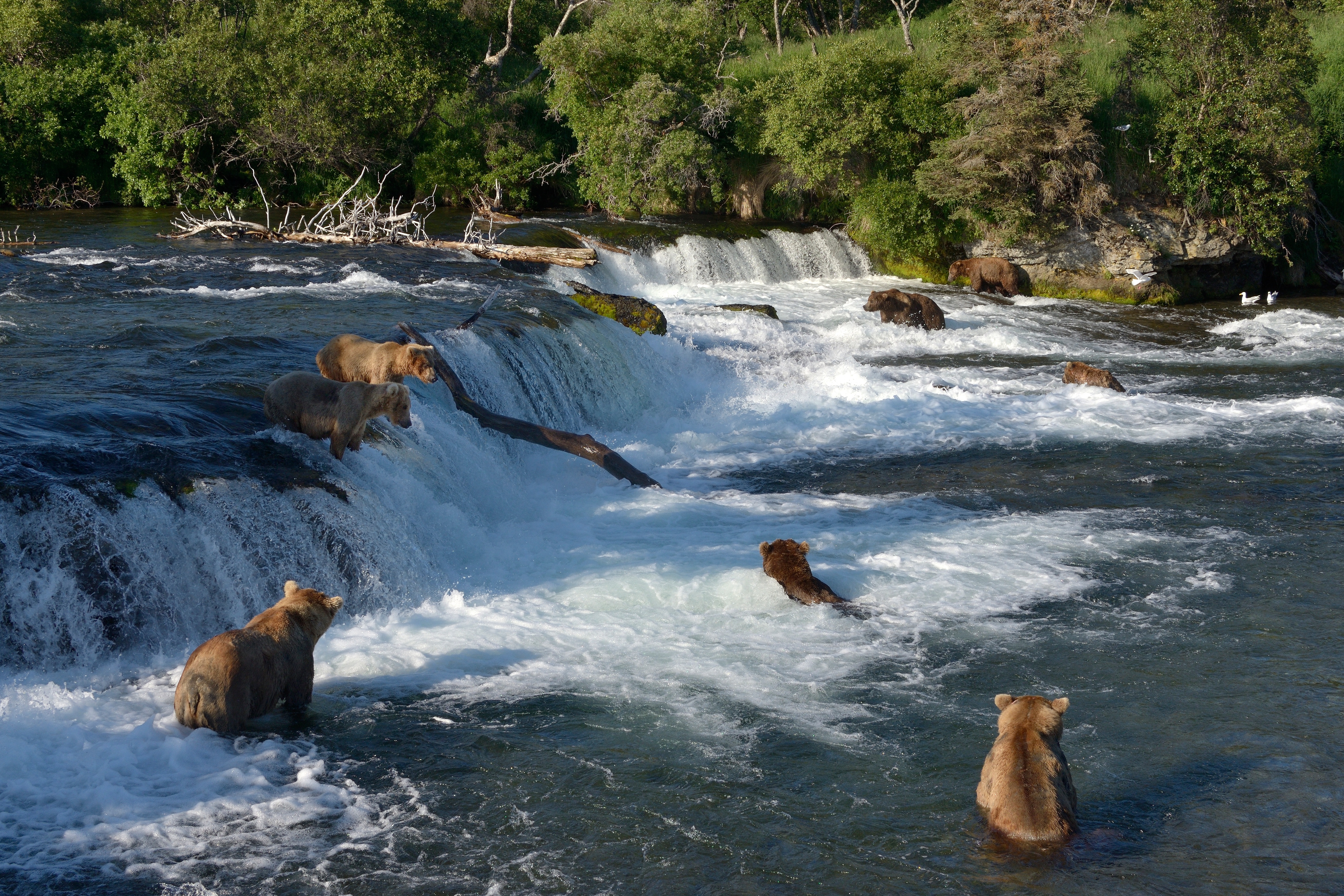 Скачати мобільні шпалери Річка, Ведмеді, Водоспад, Ведмідь, Тварина безкоштовно.