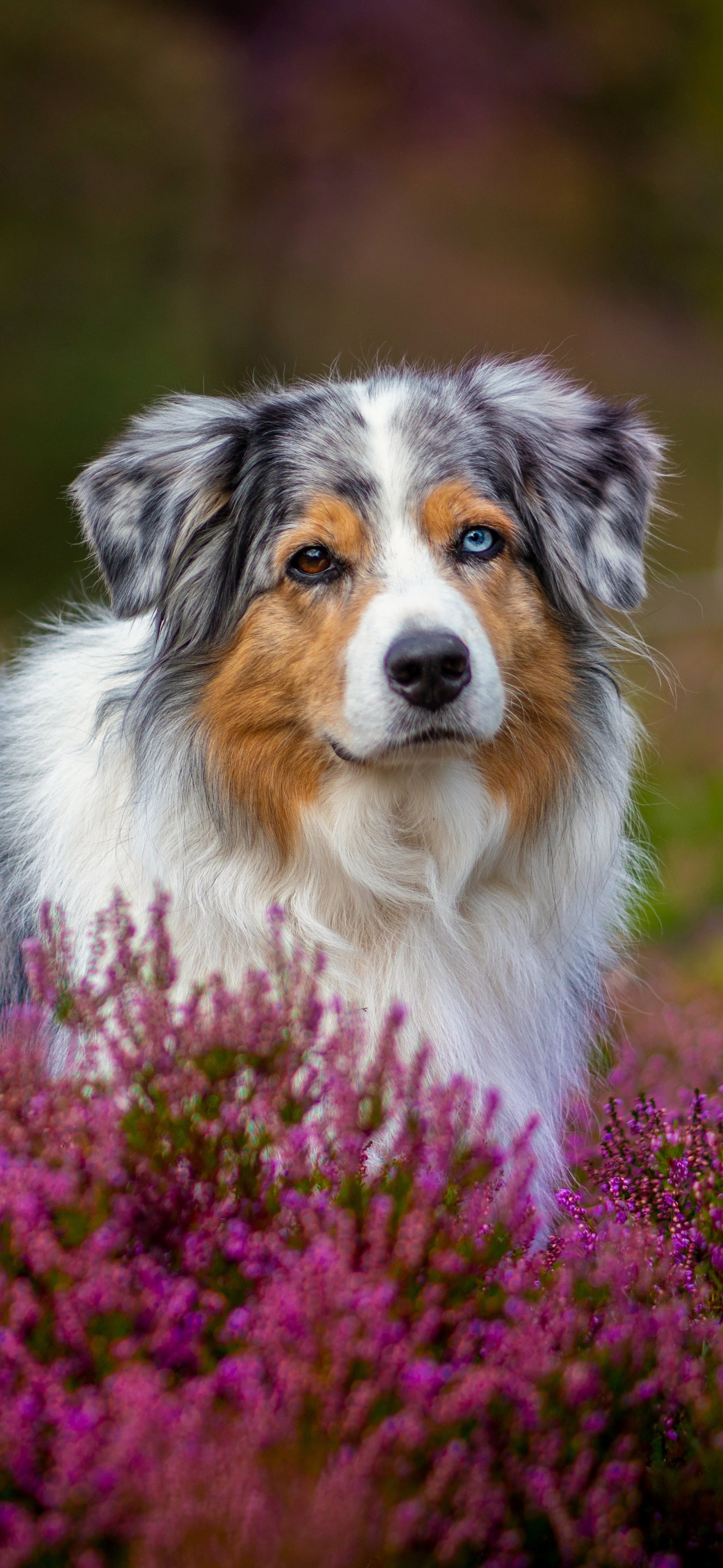 Laden Sie das Tiere, Hunde, Blume, Hund, Australischer Hirte, Heidekraut-Bild kostenlos auf Ihren PC-Desktop herunter