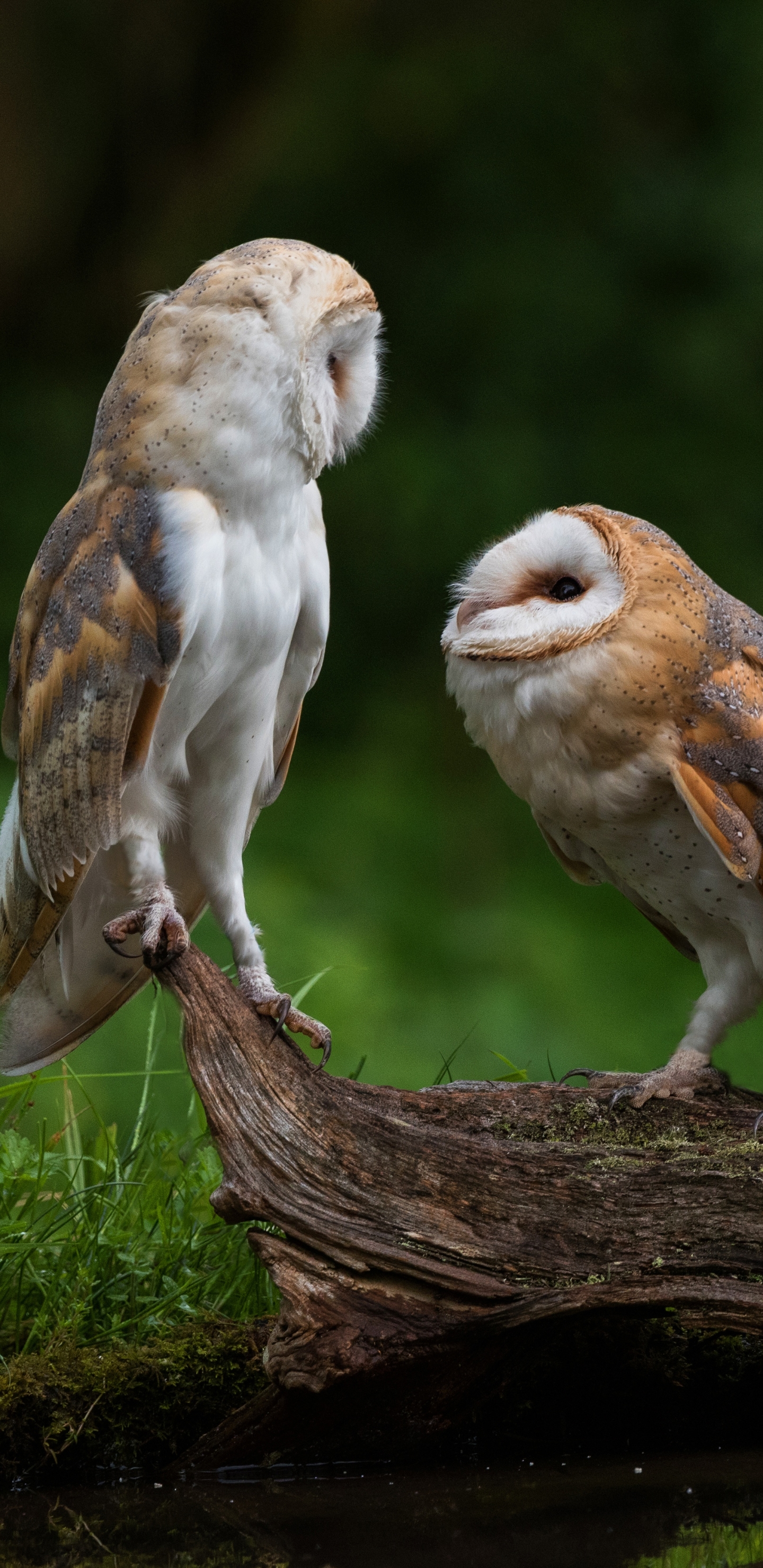 Free download wallpaper Birds, Owl, Bird, Animal, Barn Owl on your PC desktop