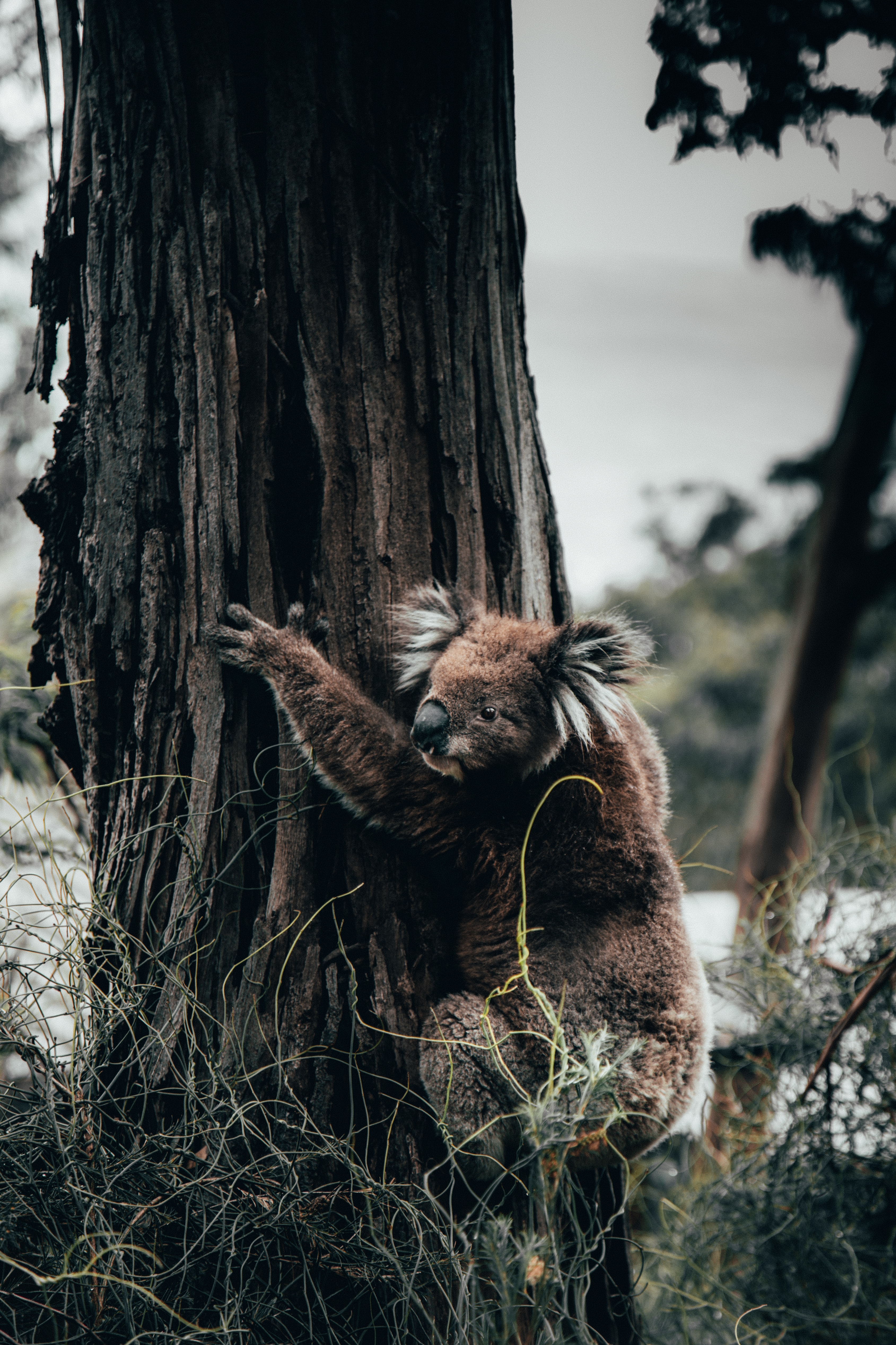 koala, animals, grass, wood, tree, animal cellphone